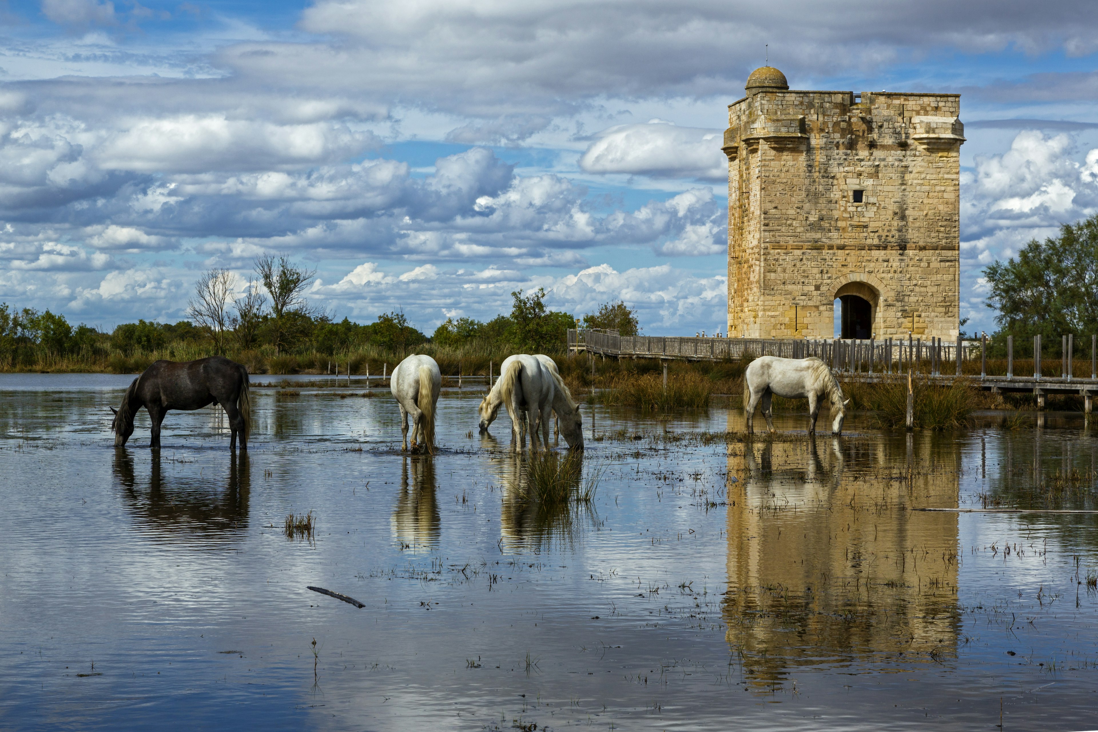 White horses drink in front of the Tour Carbonnière, Saint Laurent d’Aigouze, Camargue, France