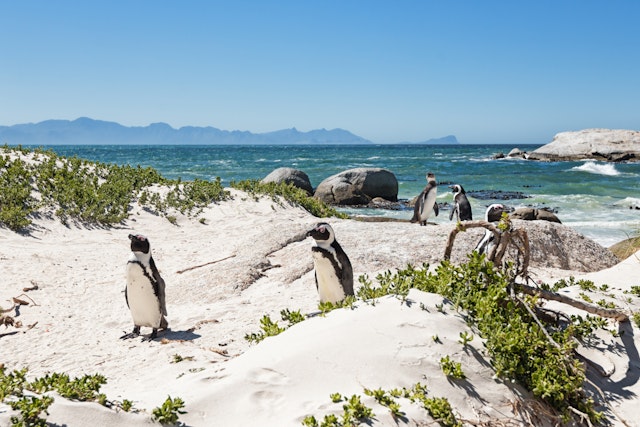 Small African penguins mill around on a sandy beach with the peaks of the South African coastline stretching into the distance