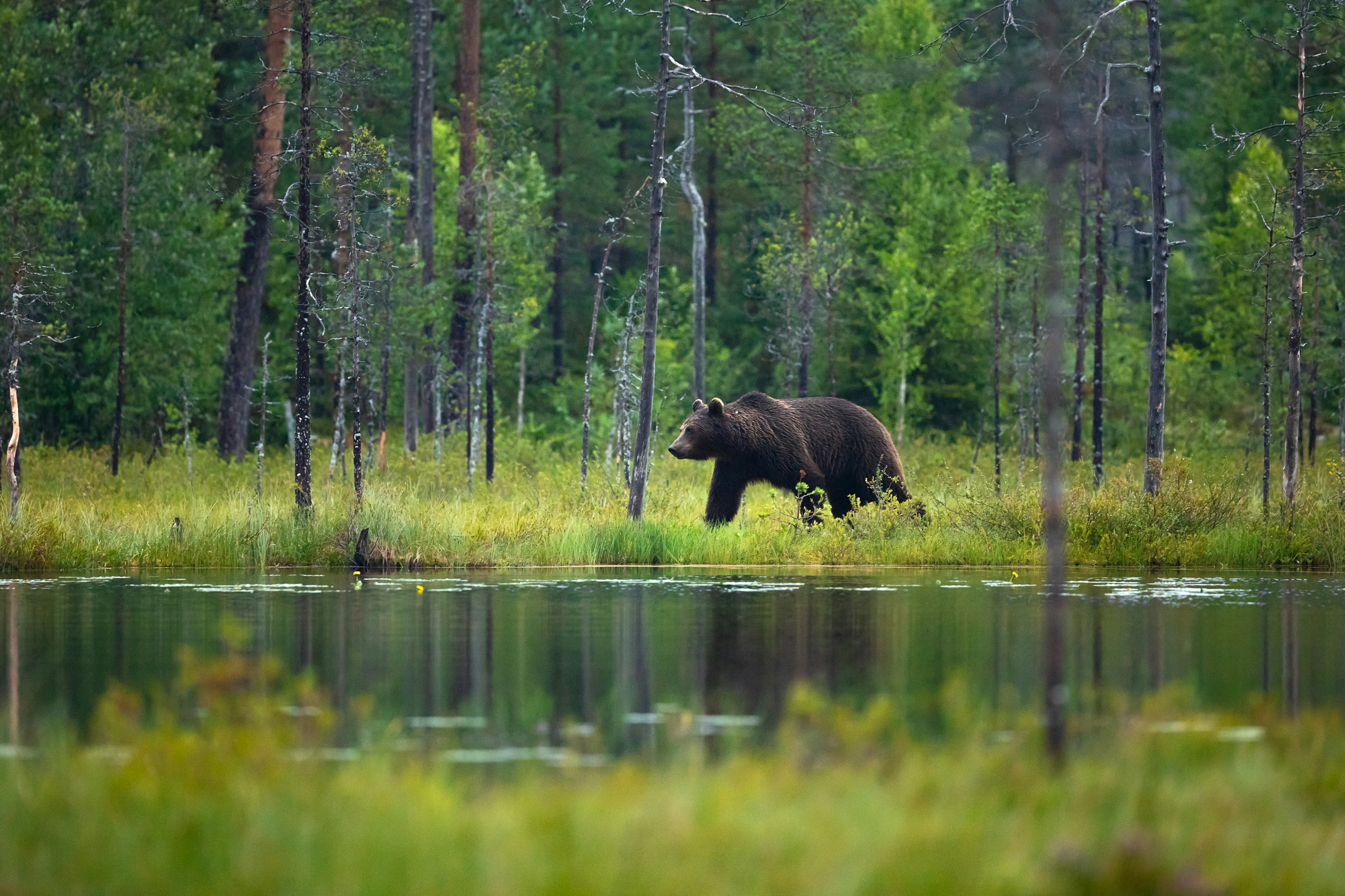 Big adult brown bear walks in the woods.