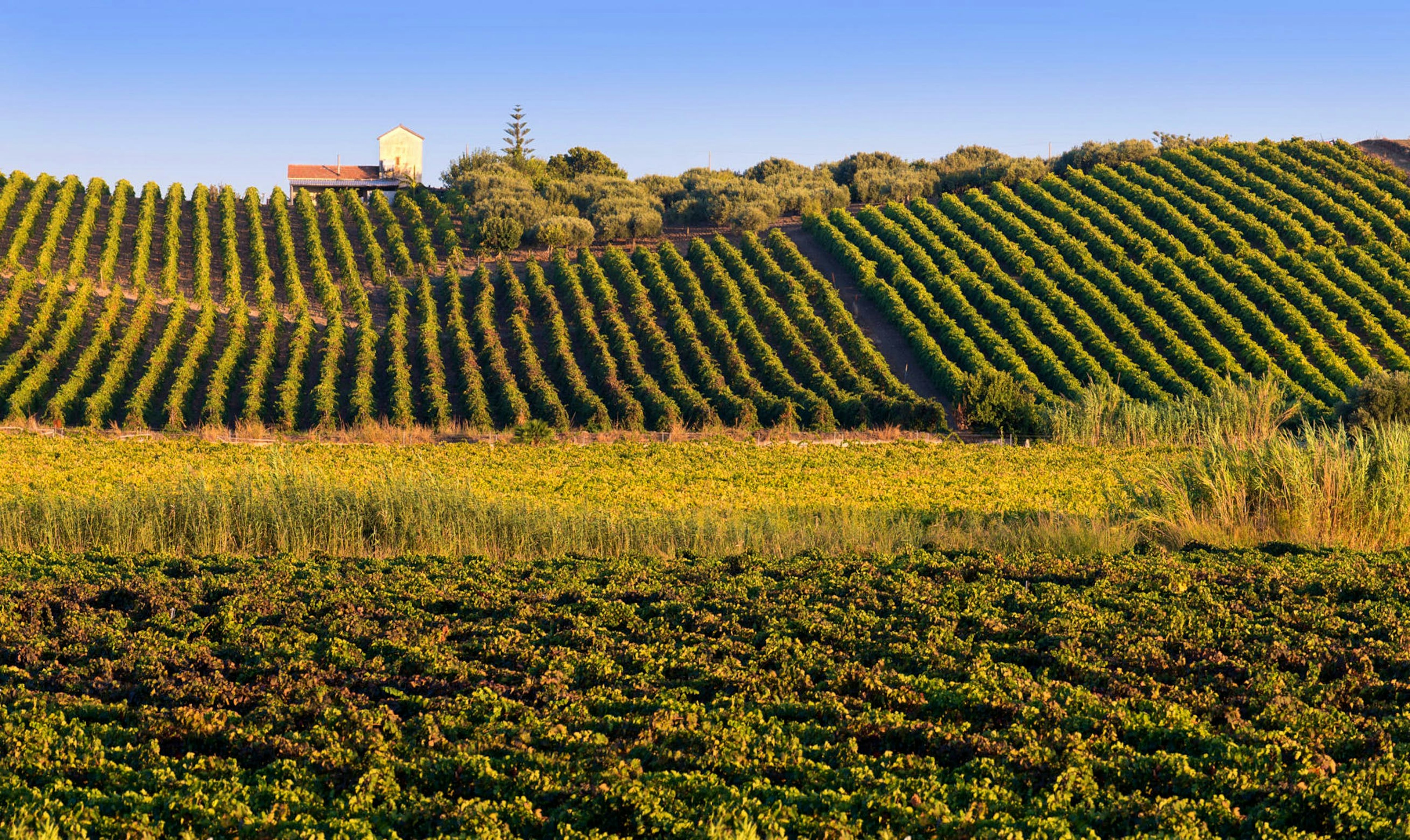 Italian vineyards