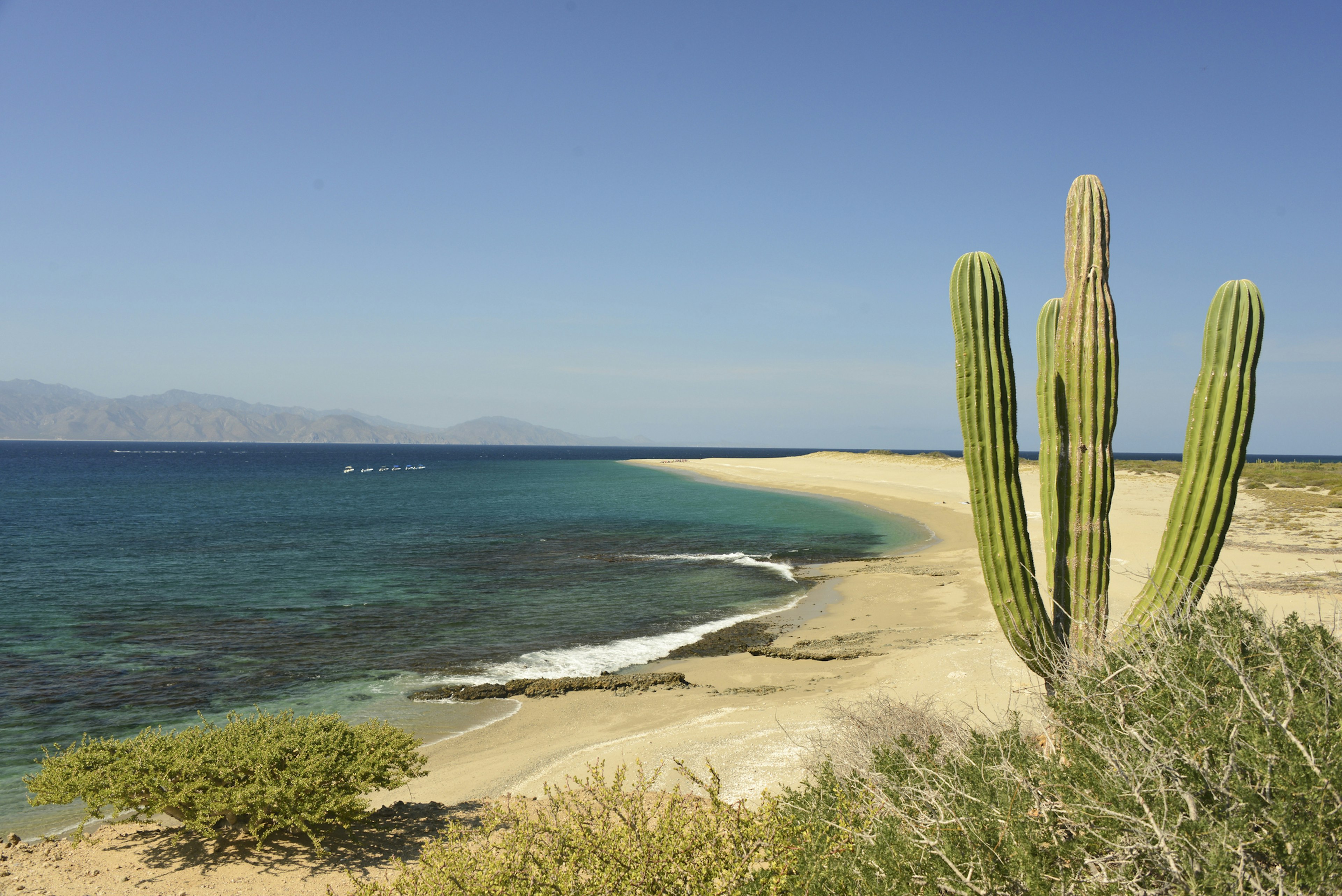 Cactus plant and sandy beach on an island in the Sea of Cortez