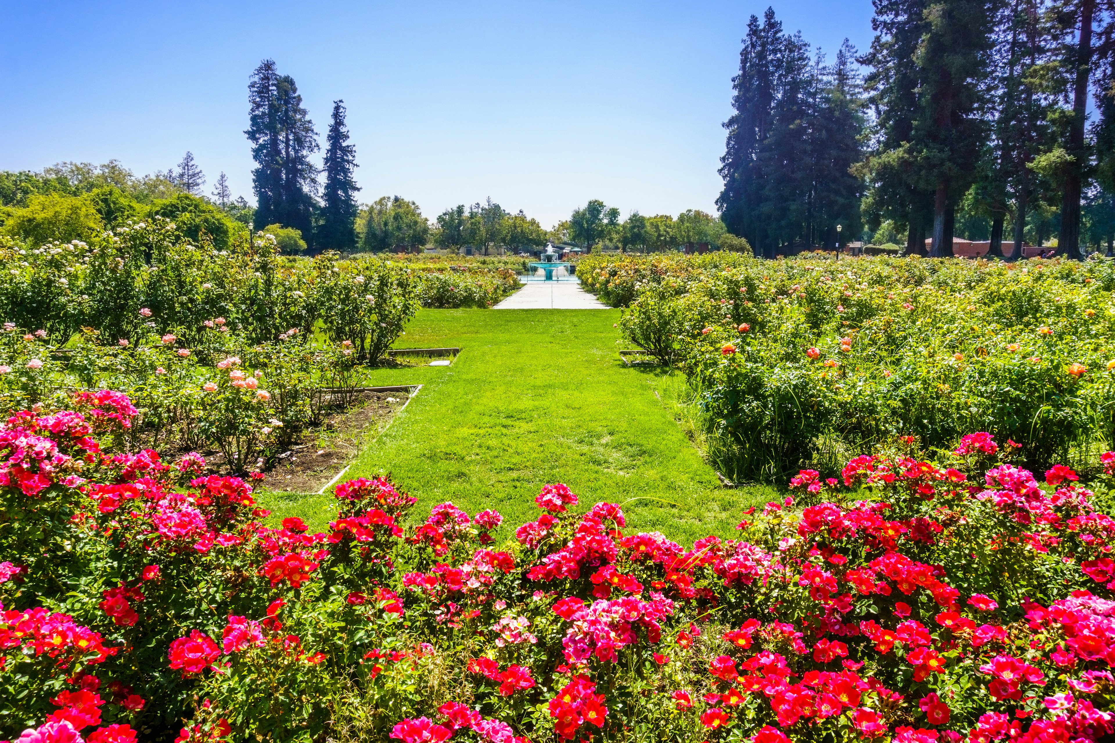 A vast landscaped garden with flower beds packed with rose bushes on a sunny day