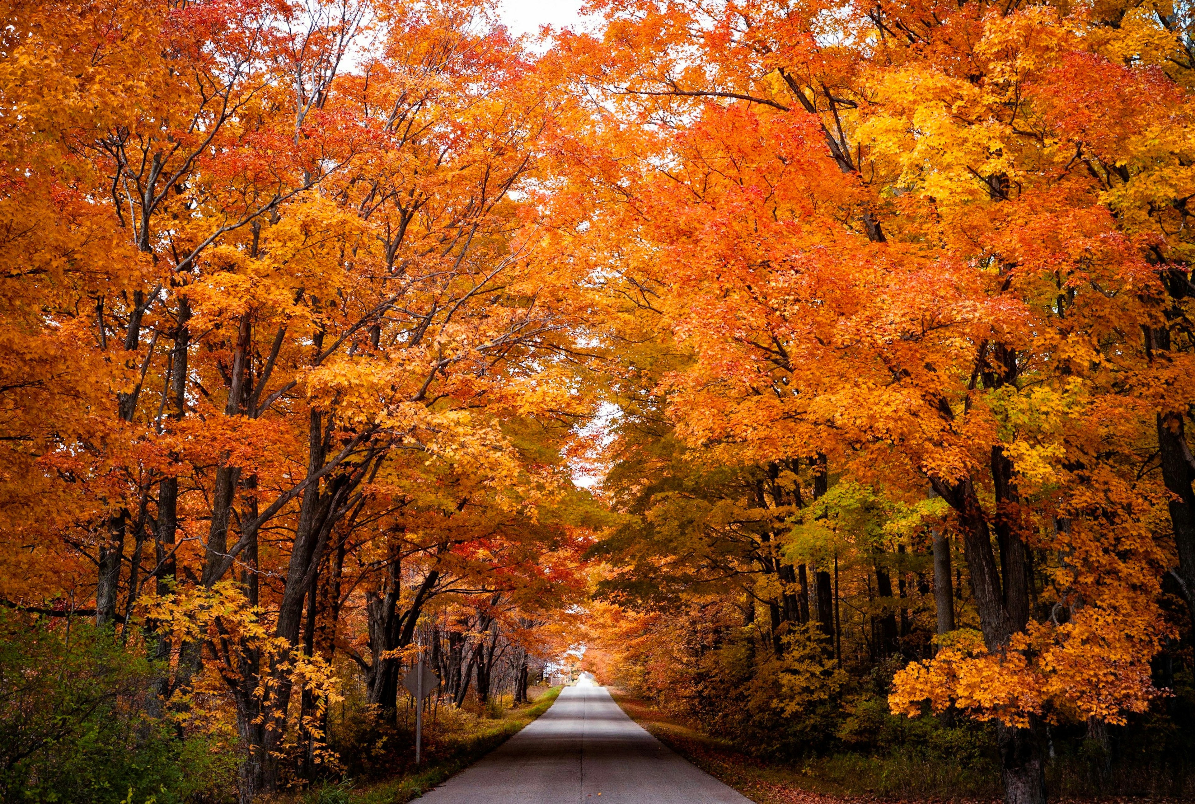 A road with colorful trees in fall in Door County, Wisconsin, USA