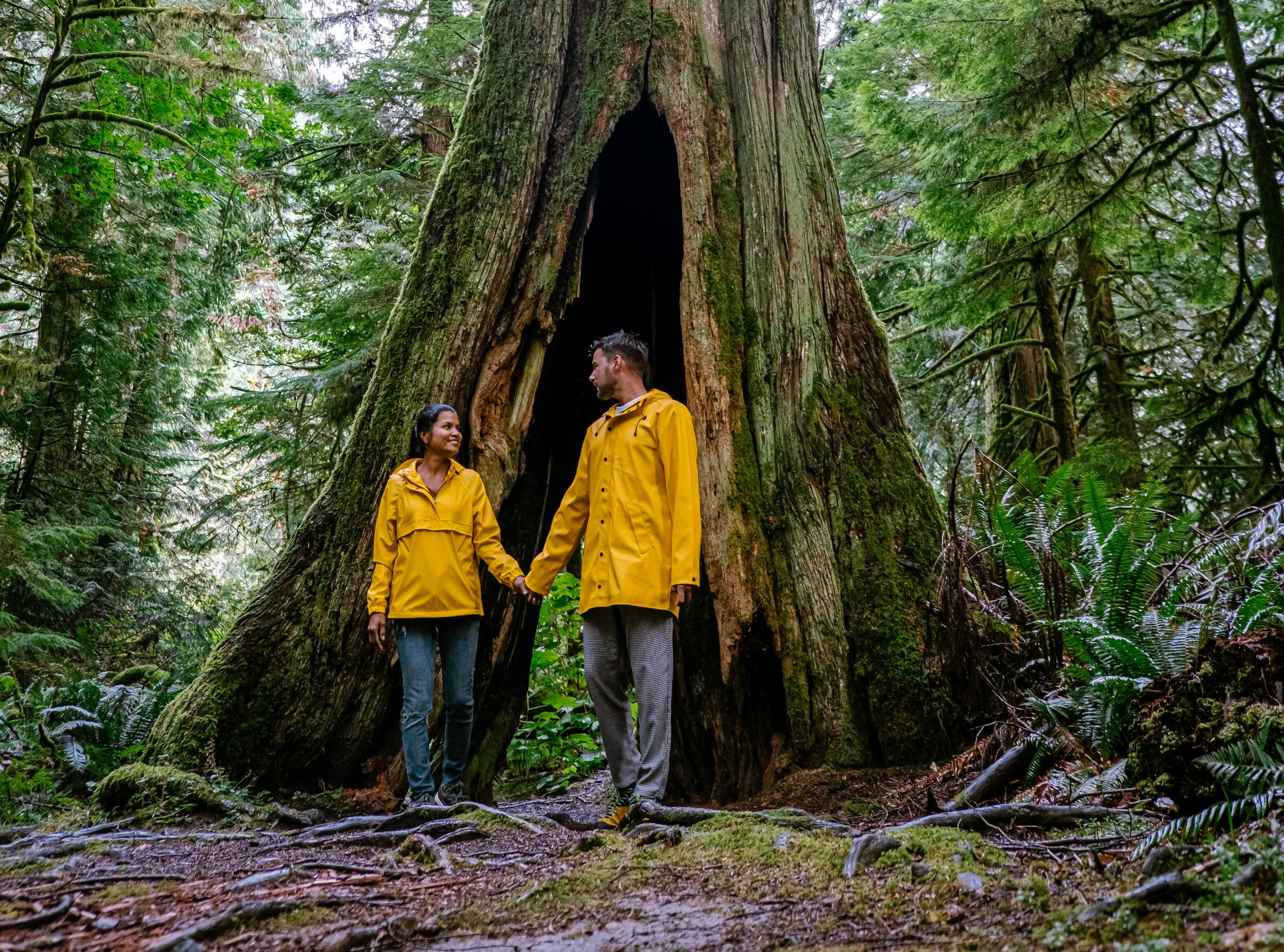 couple in yellow rain jackets walking in the rain forest with huge Douglas trees