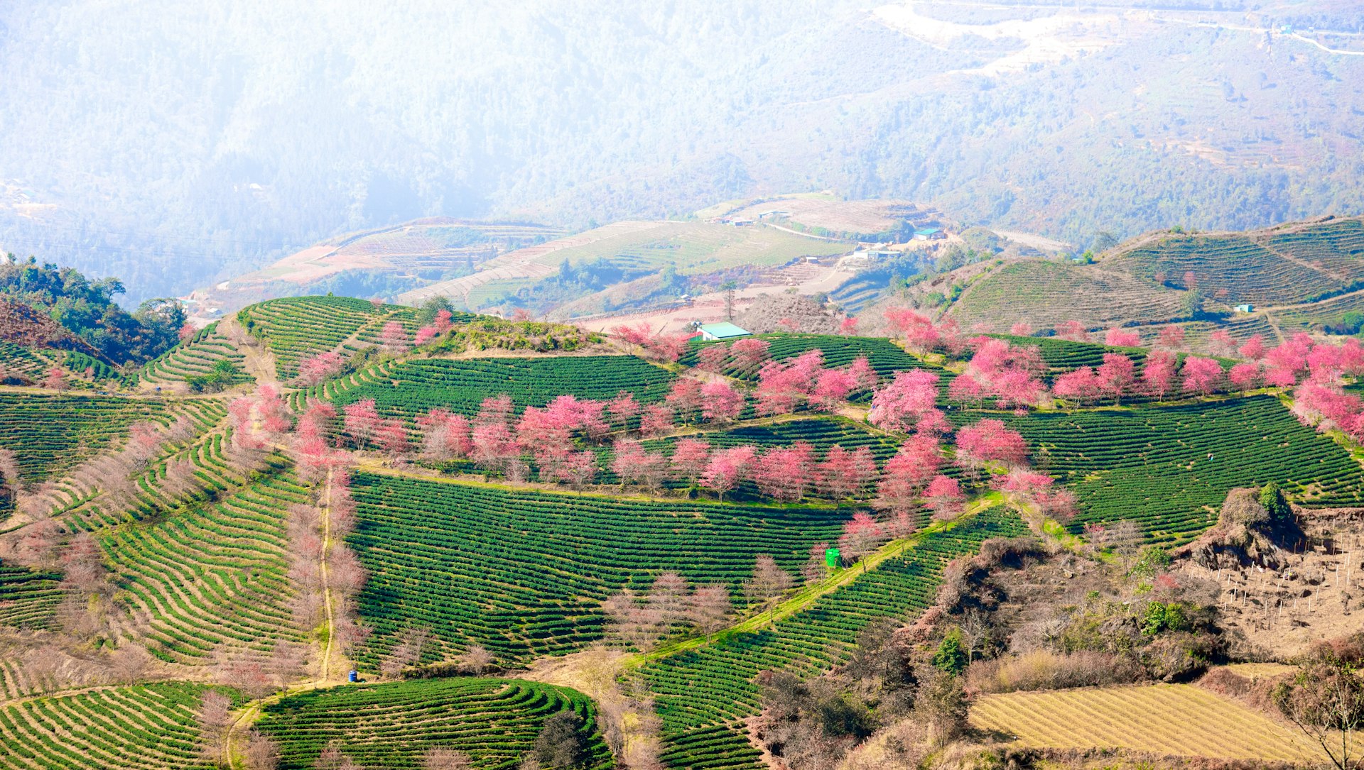 An aerial view of apricot trees in bloom on O Long tea hill near Sapa, Vietnam