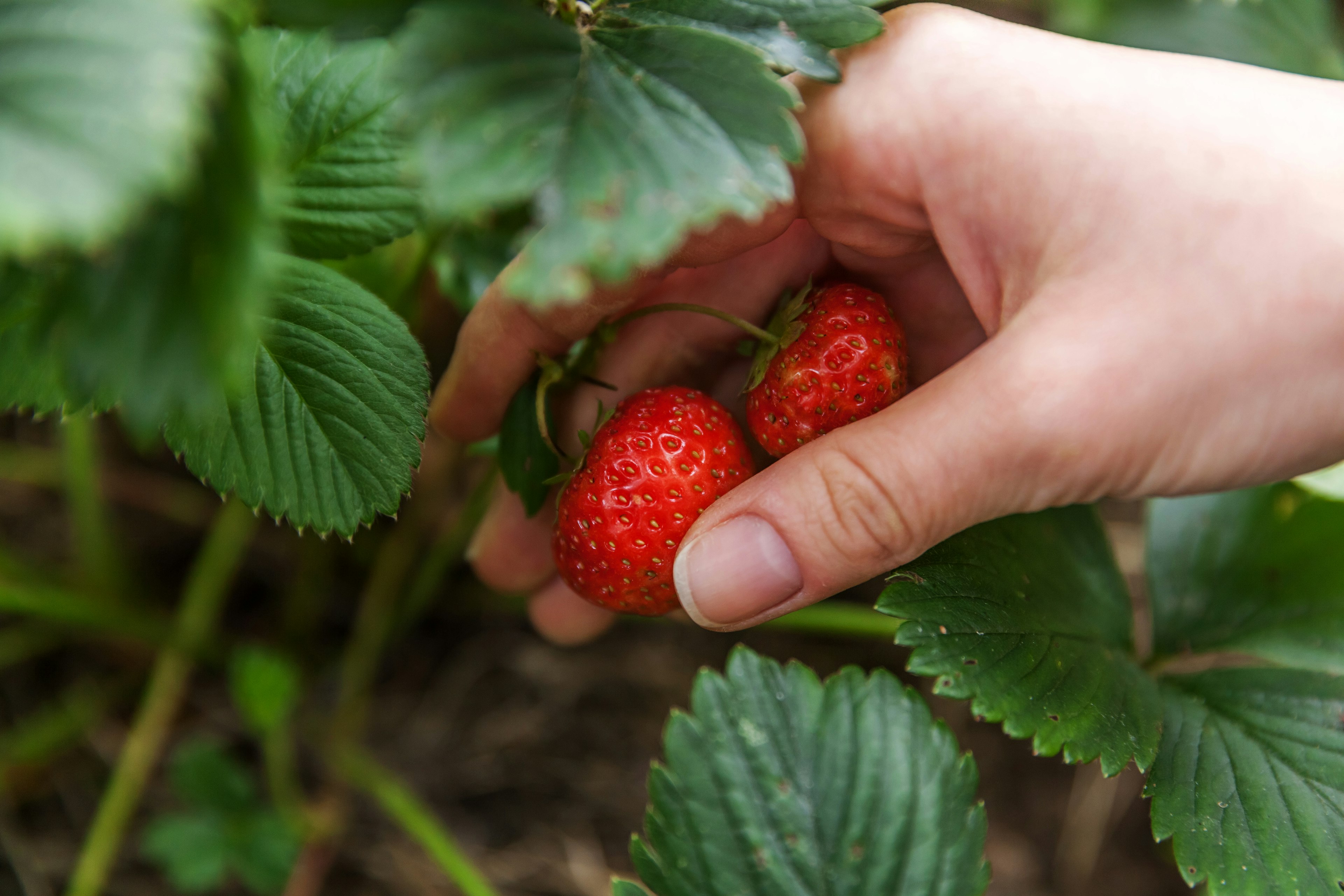 Strawberry picking