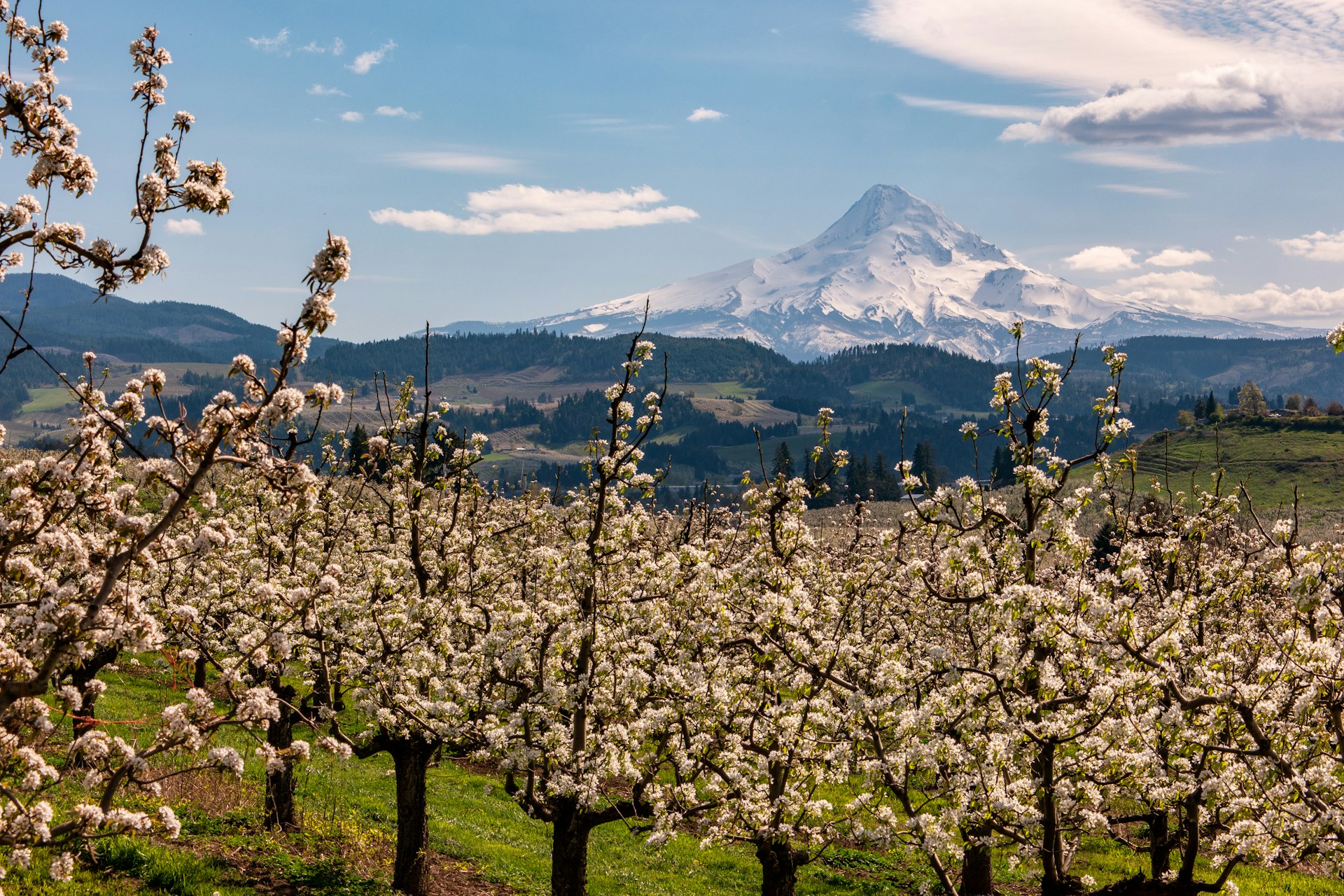 Blossoms in the farms on the Fruit Loop outside Hood River Oregon with Mount Hood in the background