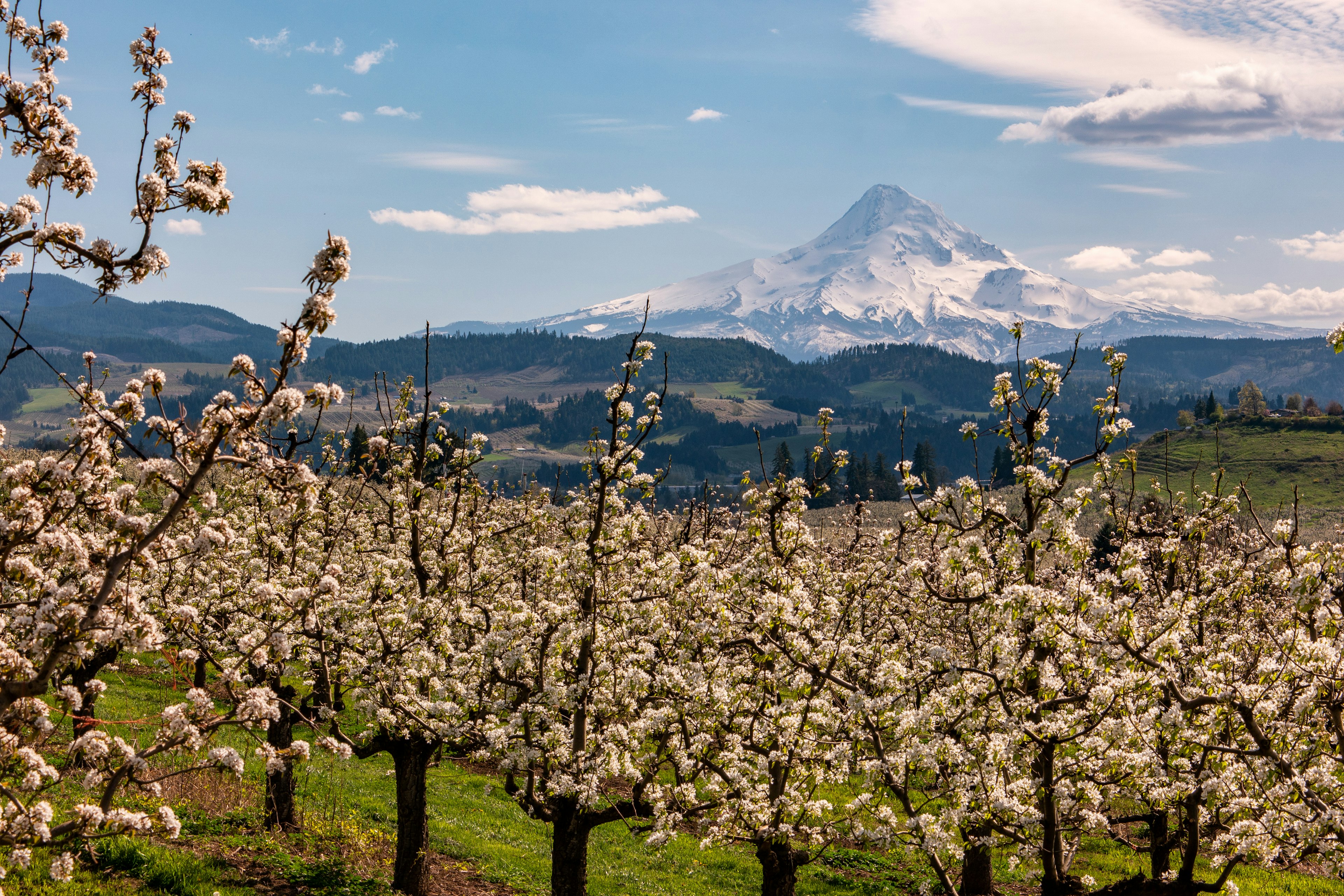 Blossoms in the farms on the Fruit Loop outside Hood River Oregon with Mount Hood in the background