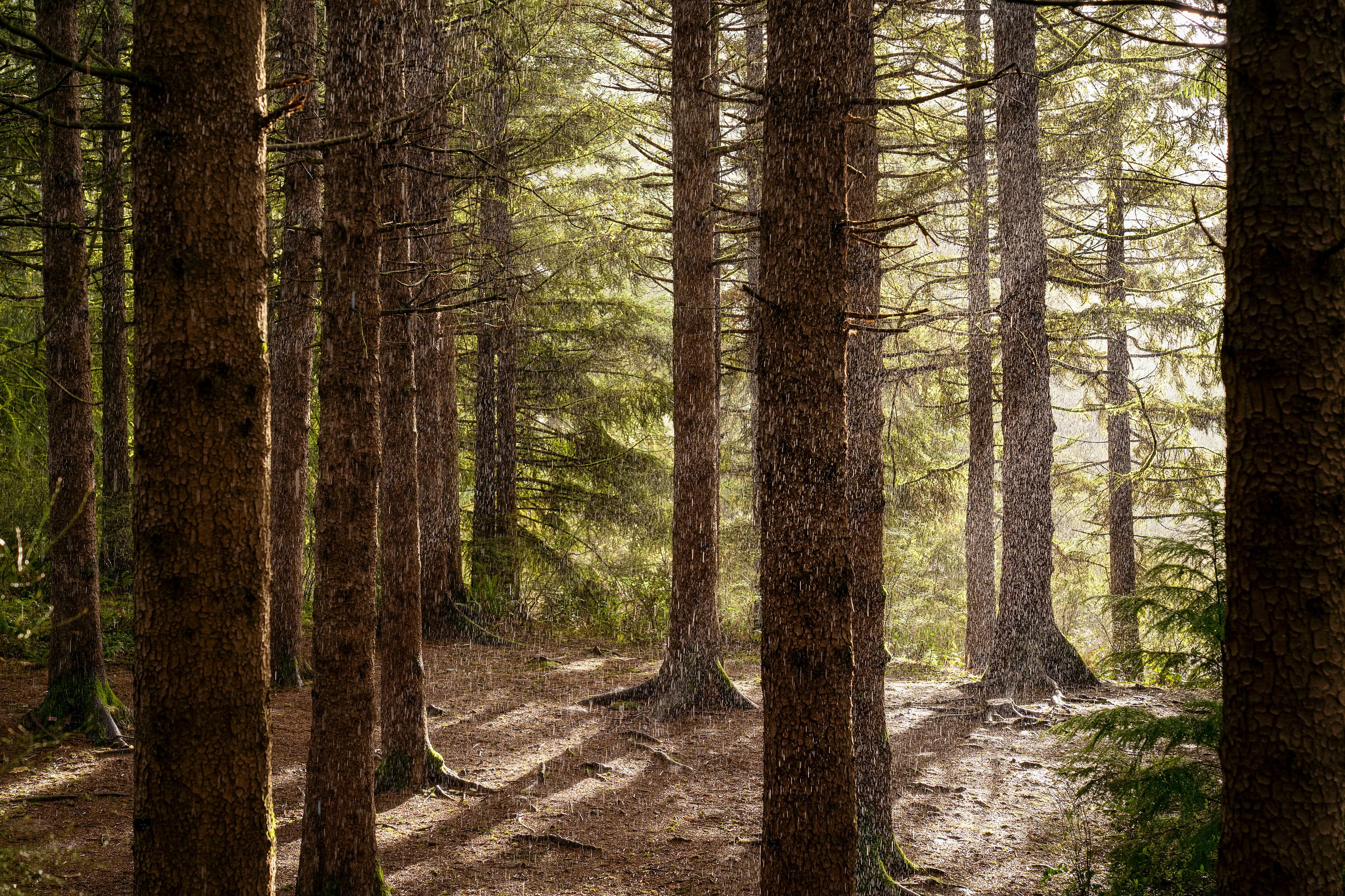 Hoyt Arboretum in Portland