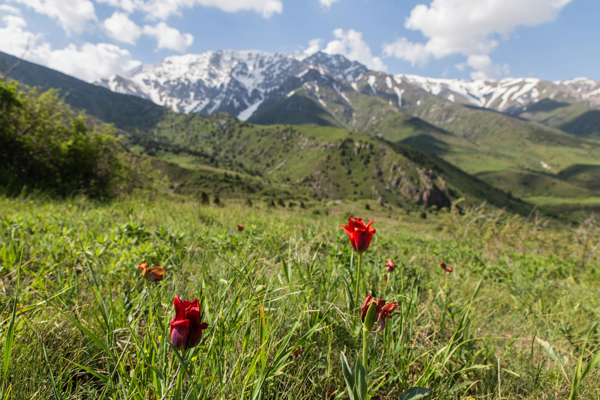 Aksu Zhabagly nature reserve with rare endemic red book tulips in the foreground and snowcapped mountains in the background