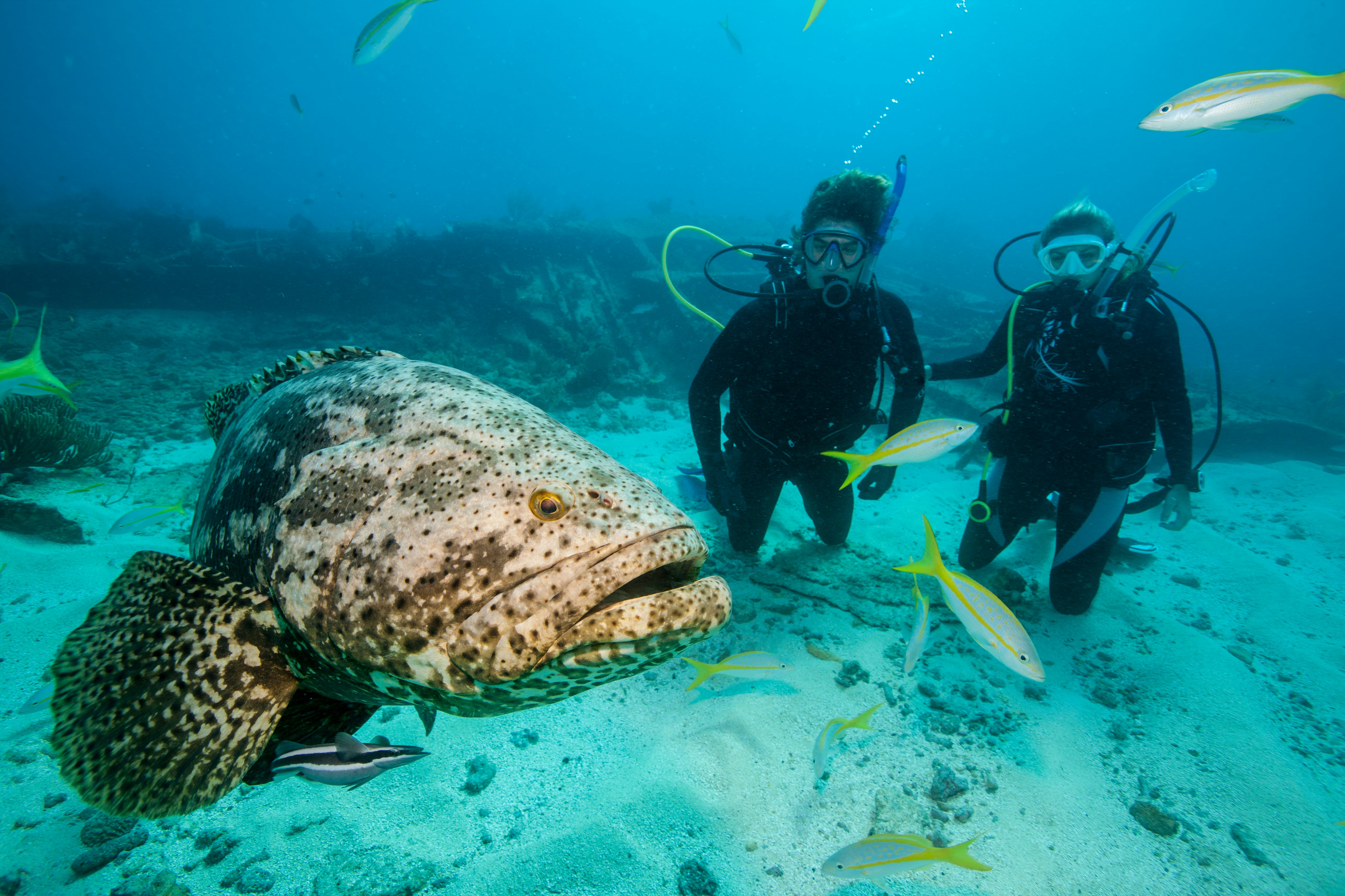 Scuba divers with a goliath grouper in the Florida Keys