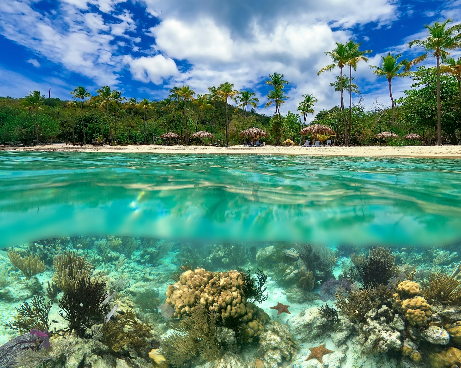 Colorful coral reef with many fishes and sea turtle. The people at snorkeling underwater tour at the Caribbean Sea at Honeymoon Beach on St. Thomas, USVI