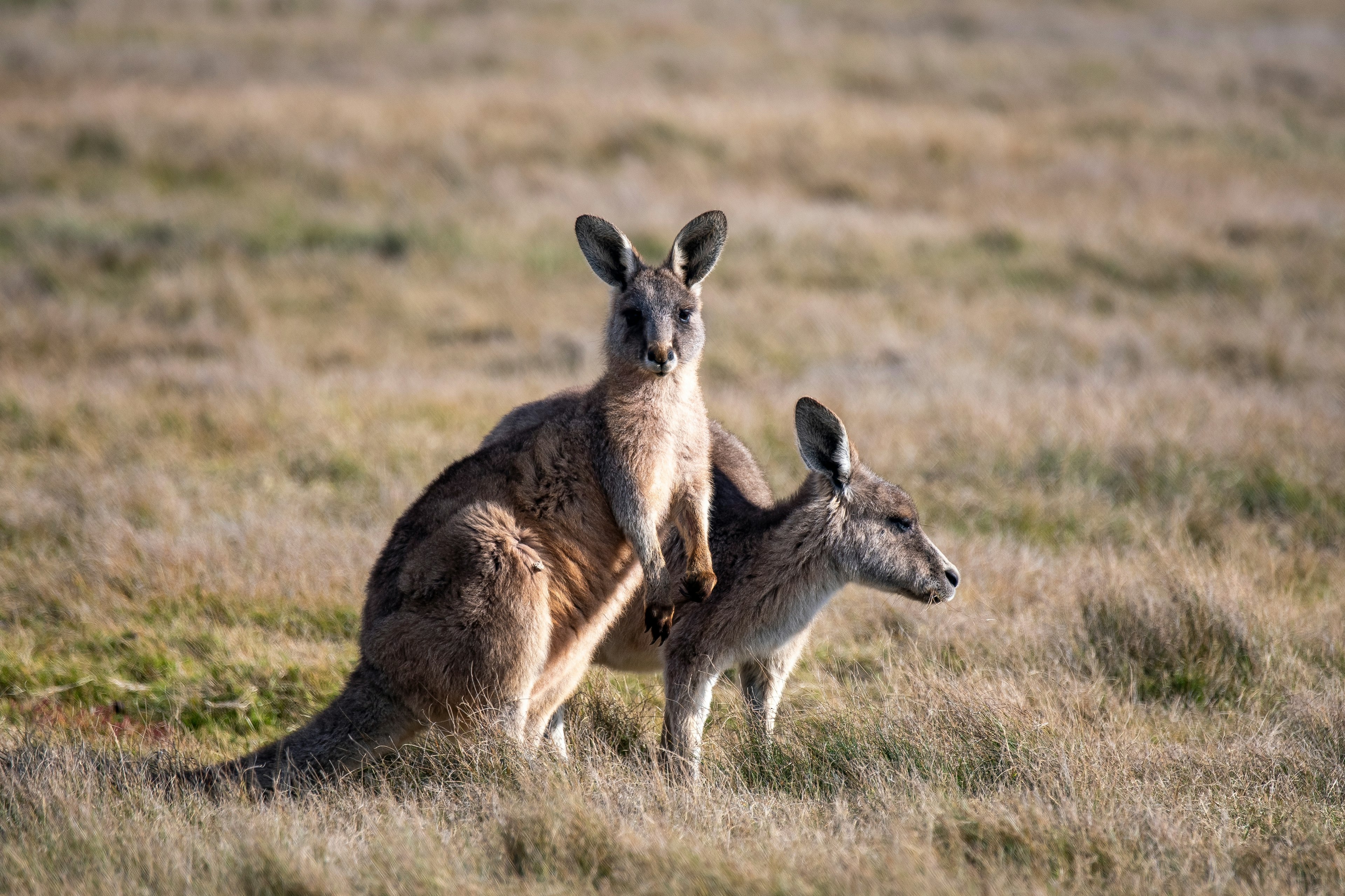 Kangaroo in Narawntapu National Park, Tasmania, Australia,