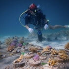 Yasawa Islands, Fiji - May 20th 2024 - Marine Biologist planting corals on Coral nursery underwater for marine conservation program ; Shutterstock ID 2465781033; purchase_order: 65050; job: Lonely Planet Online Editorial; client: 10 sustainable travel experiences; other: Brian Healy
2465781033
aquaculture, aquatic, biodiversity, biome, climate, climate change, conservation, coral, coral bleaching, coral garden, cutting, development, diversity, ecology, ecosphere, ecosystem, environment, global warming, growth, habitat, health, initiative, management, marine, marine biologist, marine biology no, ngo, nursery, ocean, ocean acidification, oceanic, pacific, planted, planting coral, preservation, program, project, protection, recovery, reef, reefscape, regeneration, rehabilitation, restoration, revitalization, revival, species, sustainability, underwater, wildlife
Yasawa Islands, Fiji - May 20th 2024 - Marine Biologist planting corals on Coral nursery underwater for marine conservation program