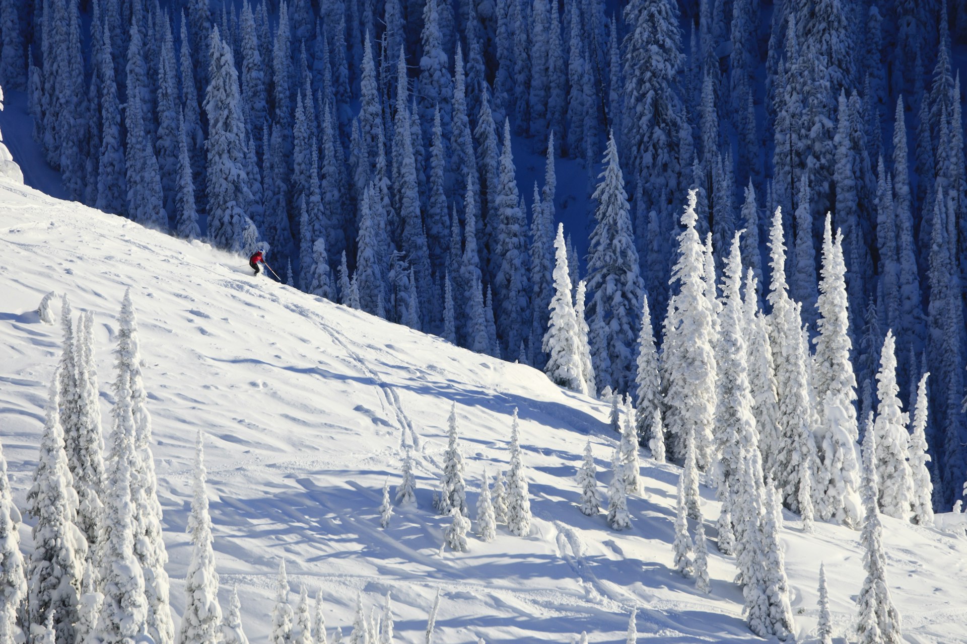 A skier is traveling down a snow covered mountainside already lined with ski tracks. Whitefish, MT