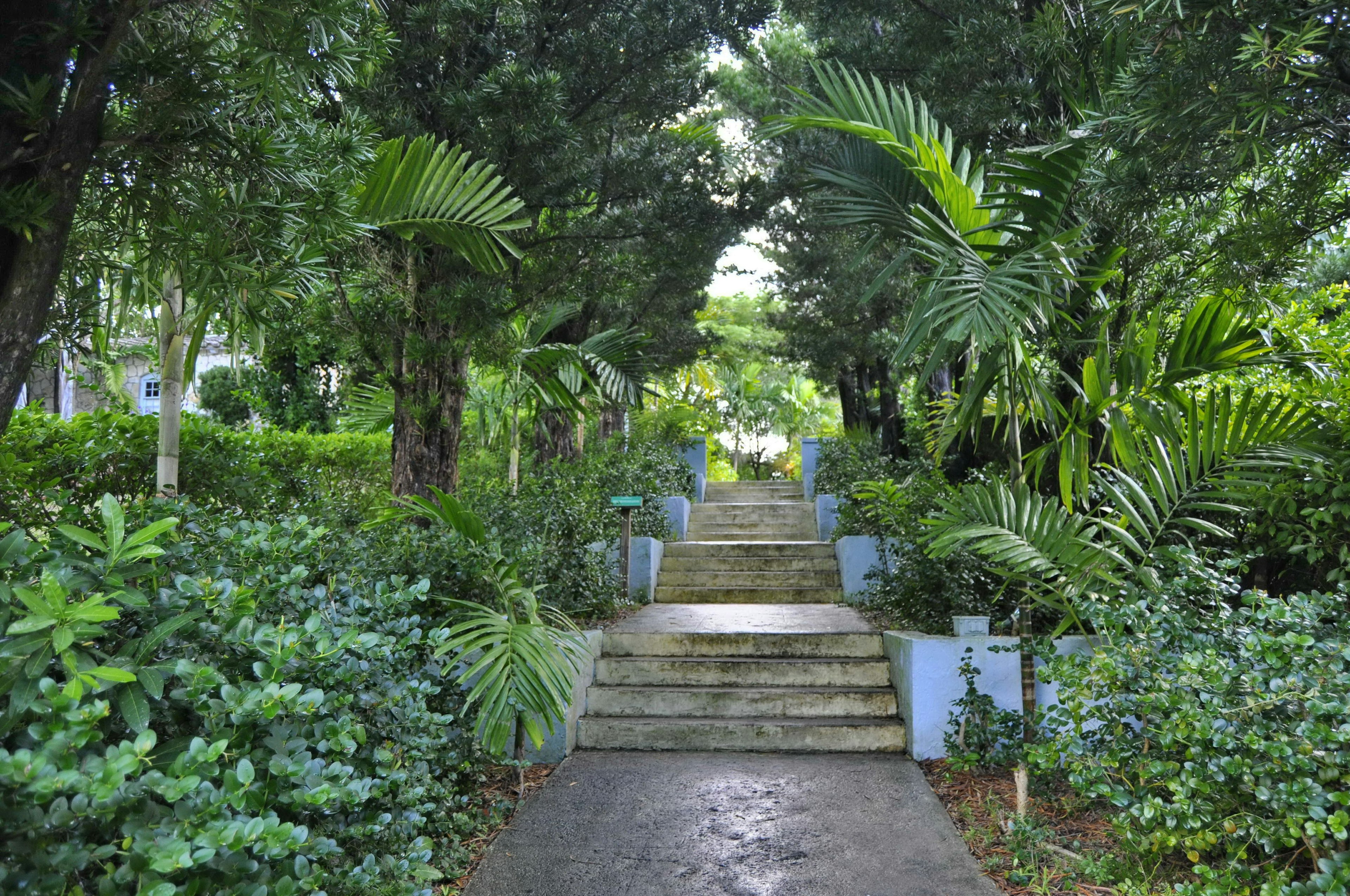 Lush greenery around stairs in Garden of the Groves, the Bahamas