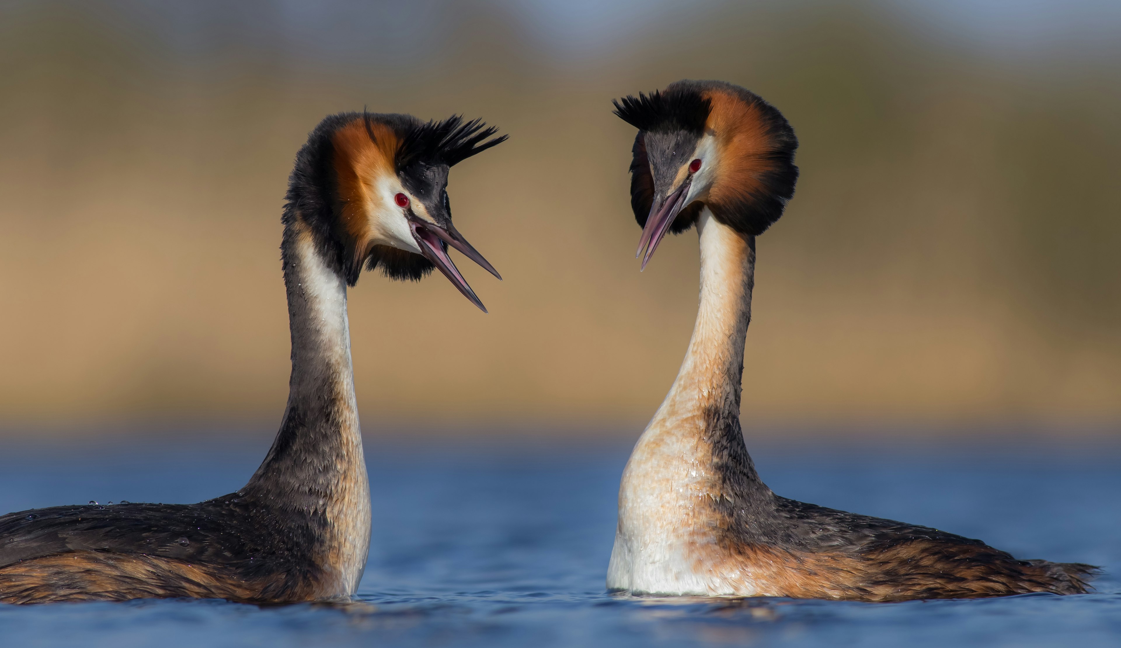 A pair of great crested grebes during mating season on a lake in Lithuania