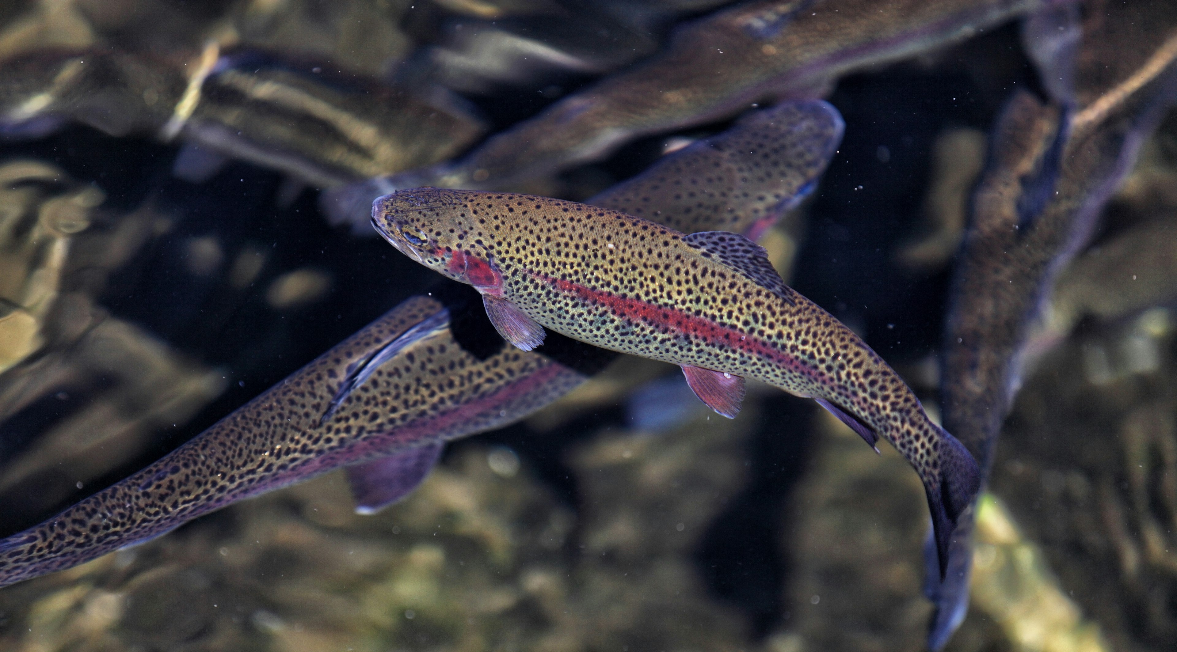 Rainbow trout