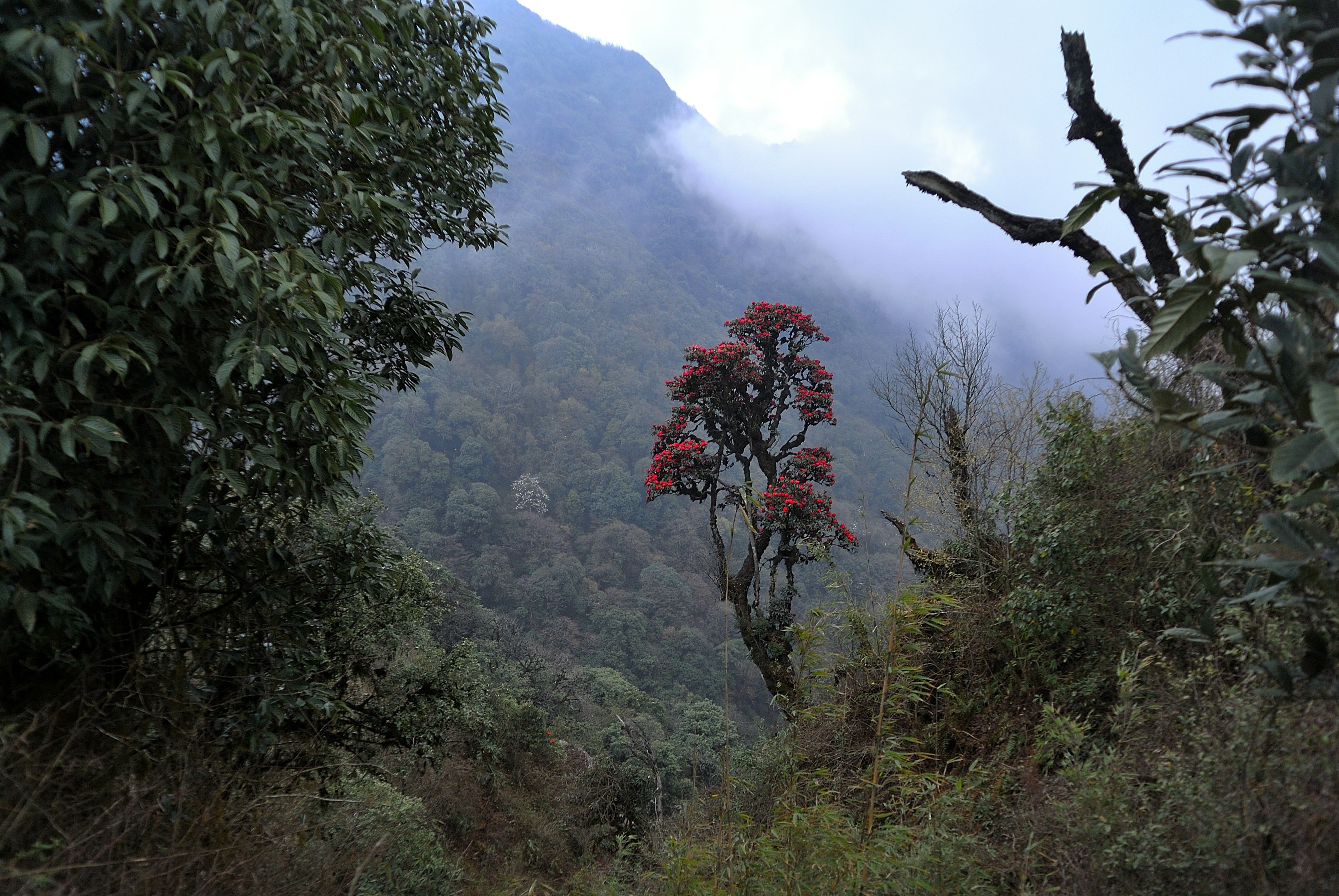 india arunachal pradesh eaglenest weranut shutterstock_625528109 RFC.jpg