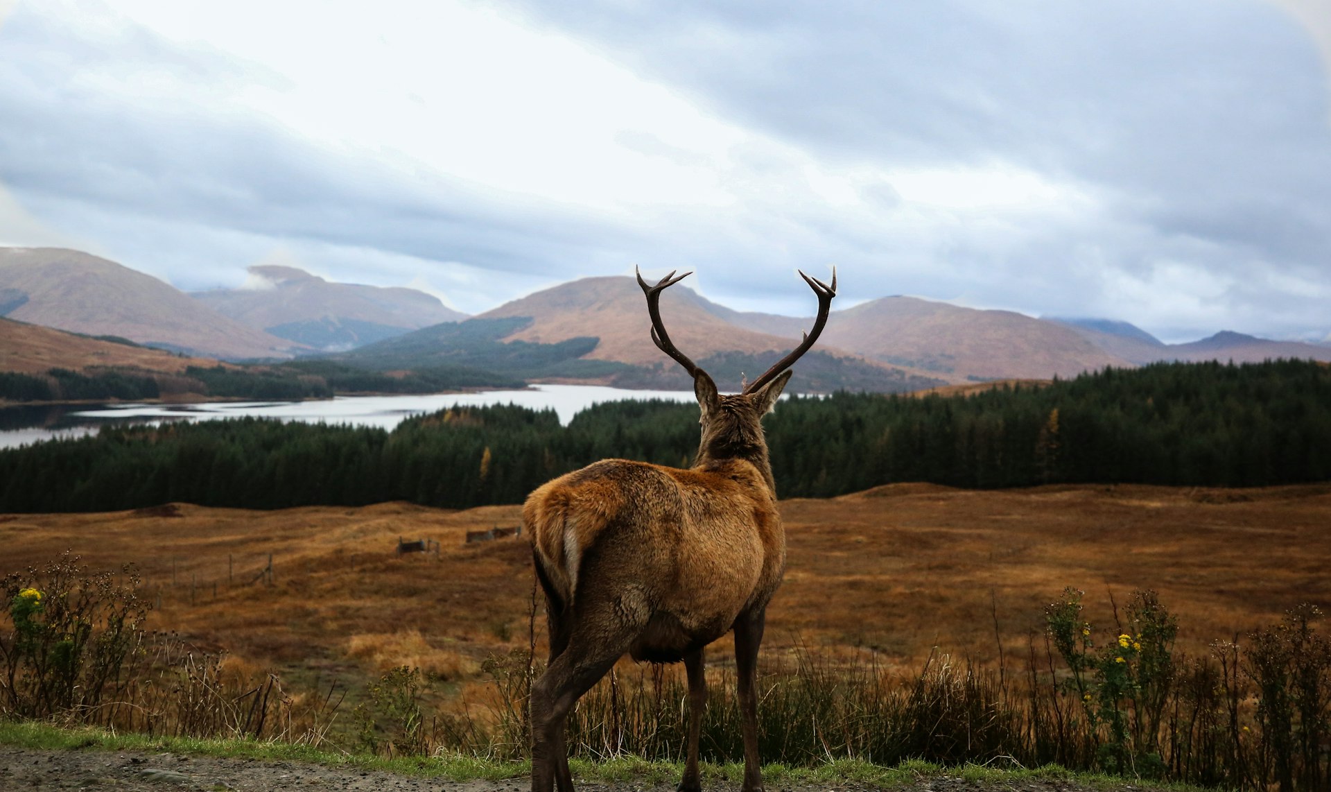 A red deer stag looks into the distance over autumnal scenery in the Scottish highlands. 