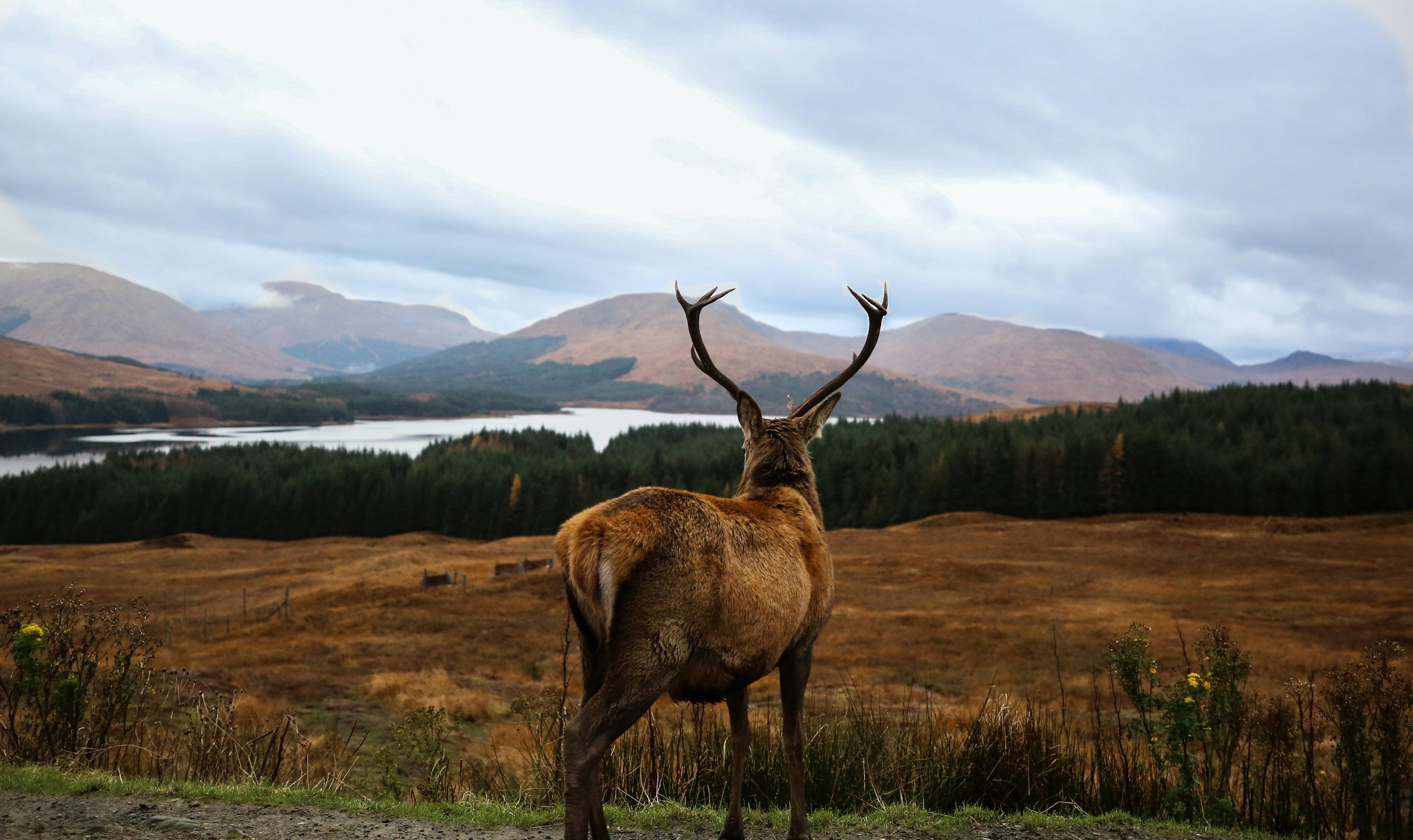 A red deer stag looks into the distance over autumnal scenery in the Scottish highlands.