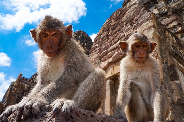 Monkeys on a temple in Lopburi, central Thailand