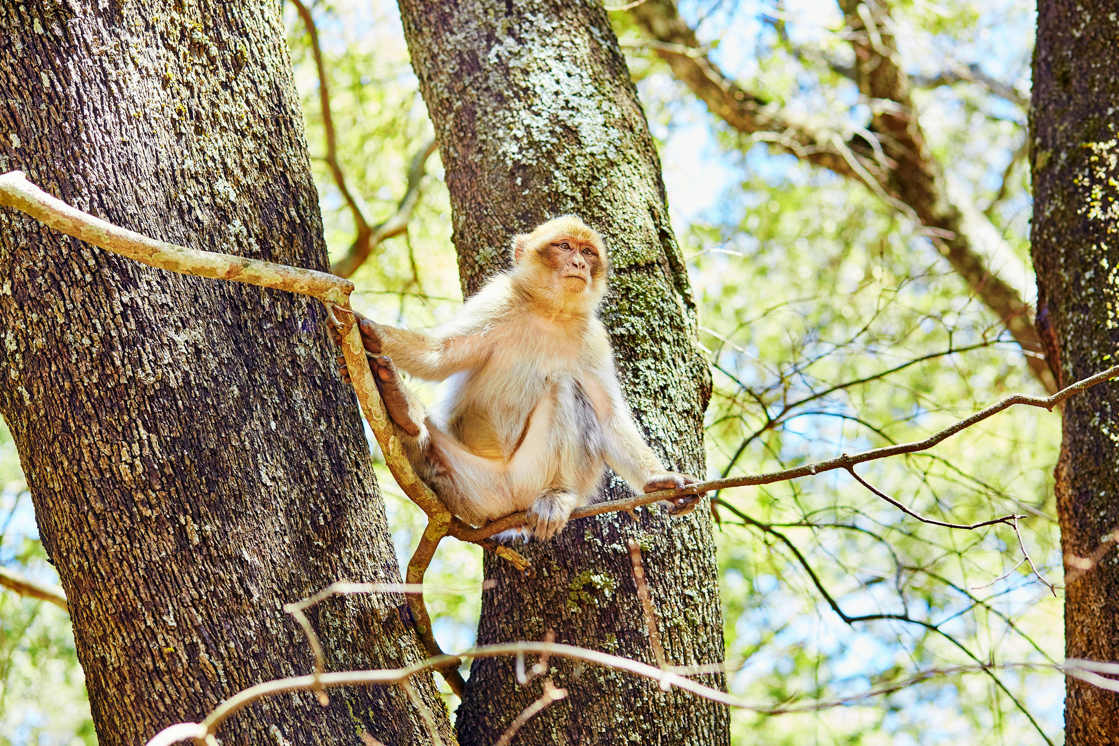 Barbary Apes in the cedar Forest near Azrou, Northern Morocco, Africa