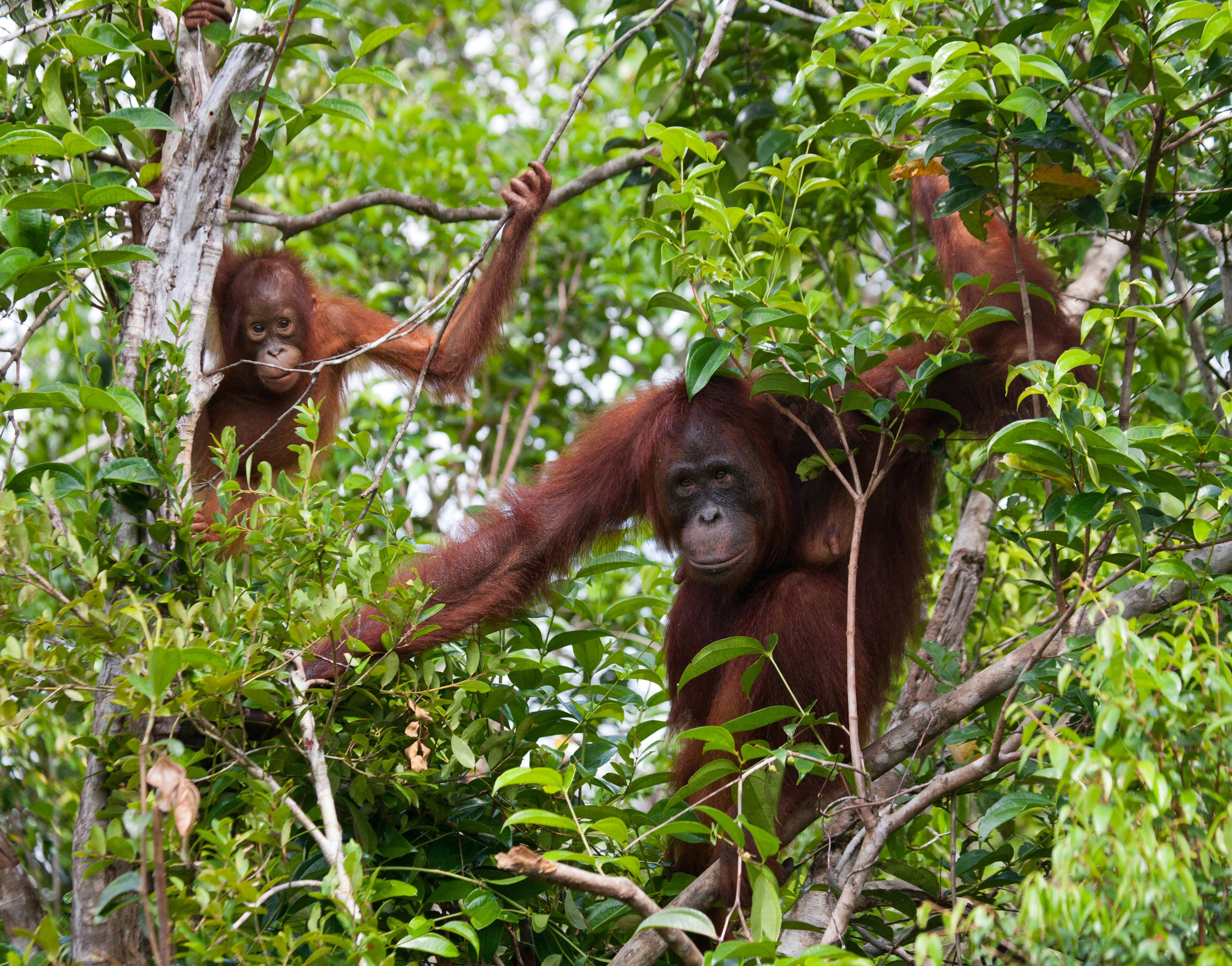 A female of the orangutan with a baby in a tree