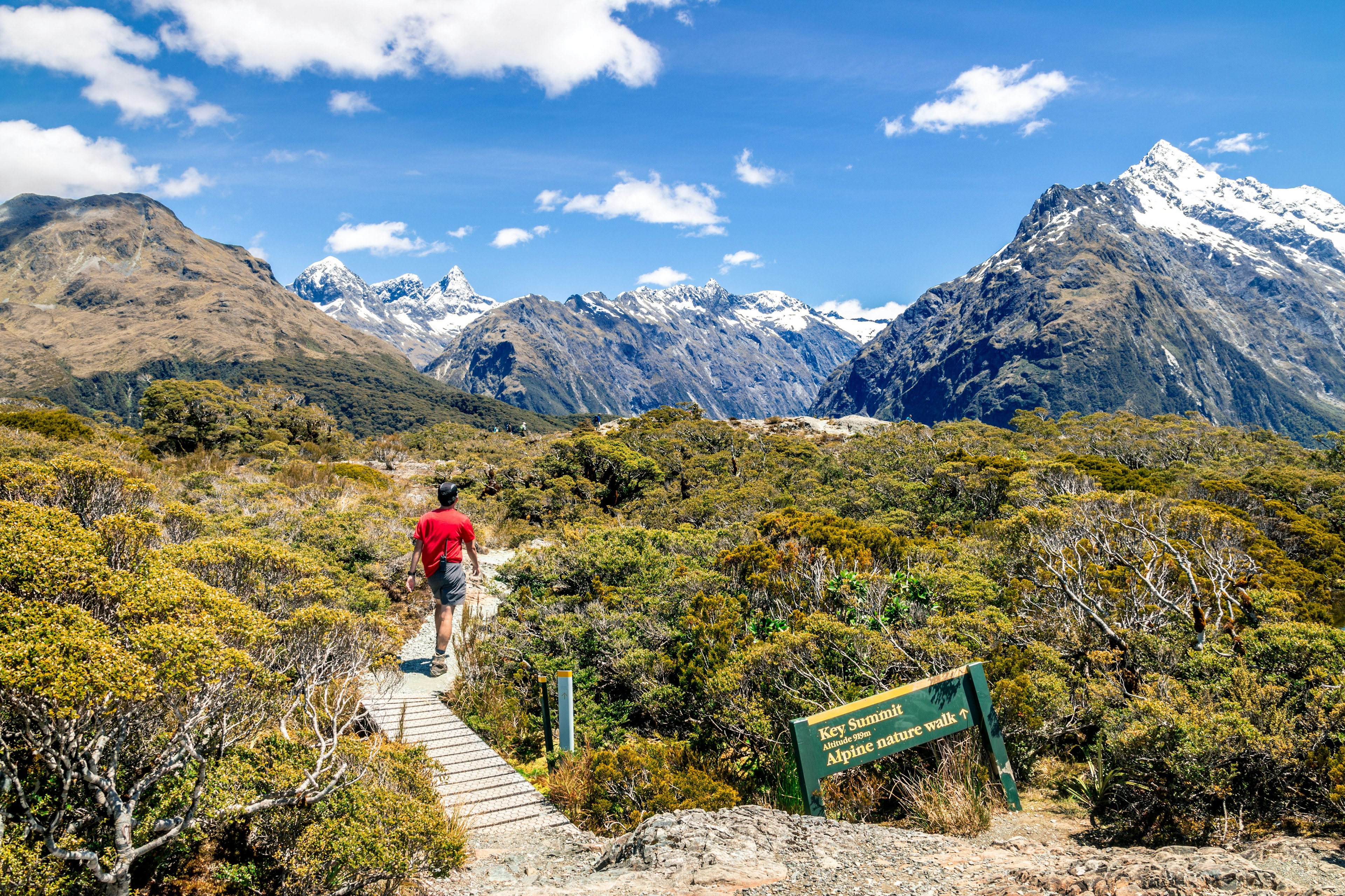 A hiker follows a boardwalk through bushes towards a mountain peak