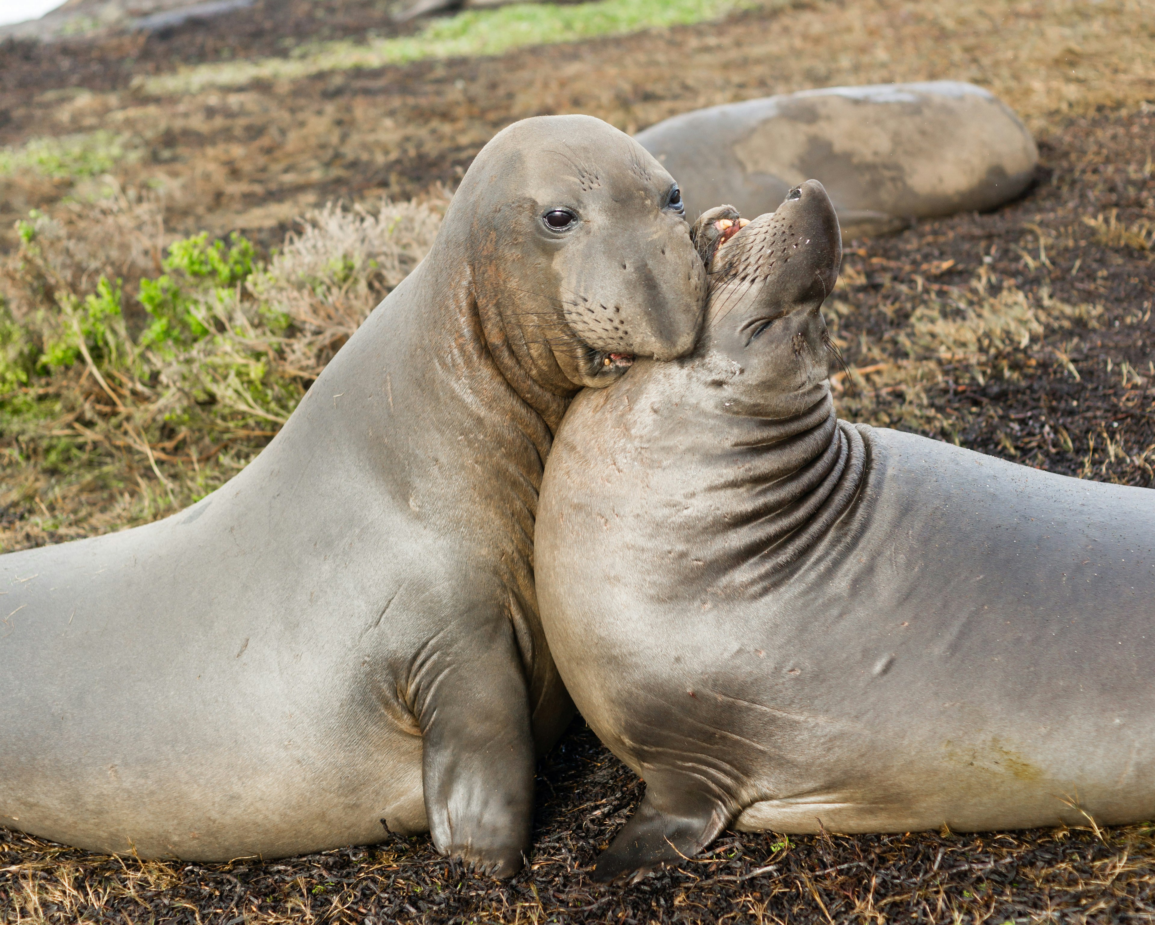 Elephant seals frolicking