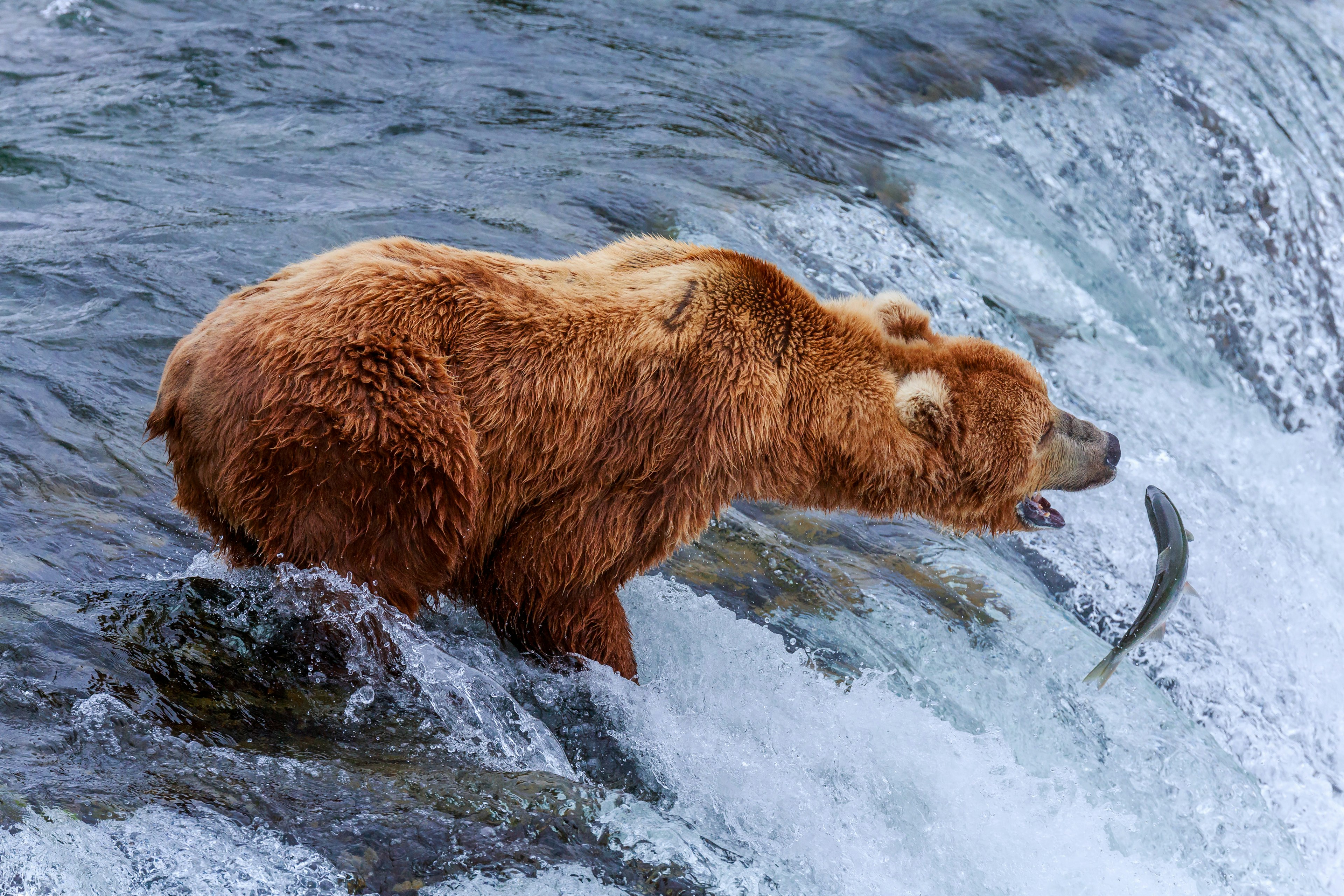 A brown bear fishing for salmon at Katmai National Park in Alaska