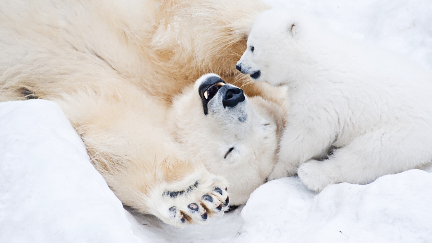 Female polar bear playing with her little cub in the snow.
396707635
cold, baby, care, mammal, bear, north, white, winter, predator, outdoors, arctic, fur, carnivore, furry, mother, snow, wild, nature, animal, cub, cute, polar, family, wildlife, ursus