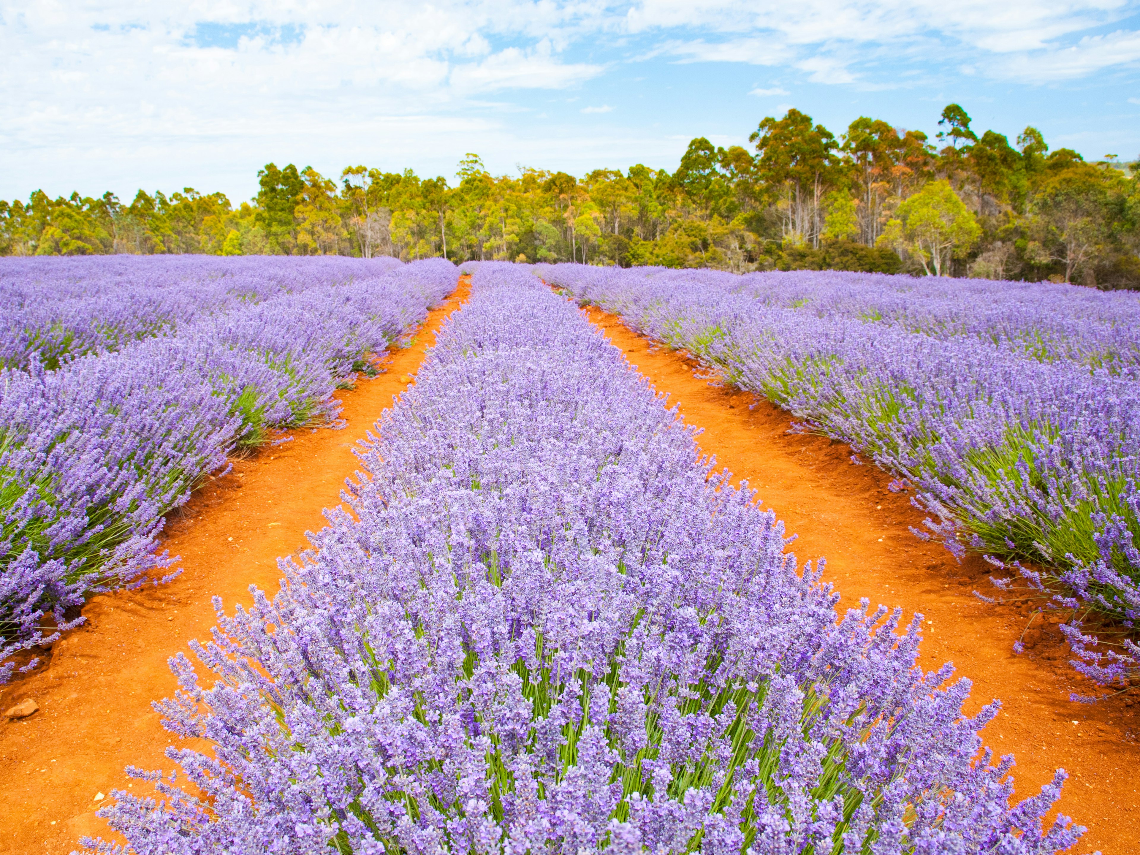 Lavender farm, Bridestowe Lavender Estate, in Tasmania Australia.
