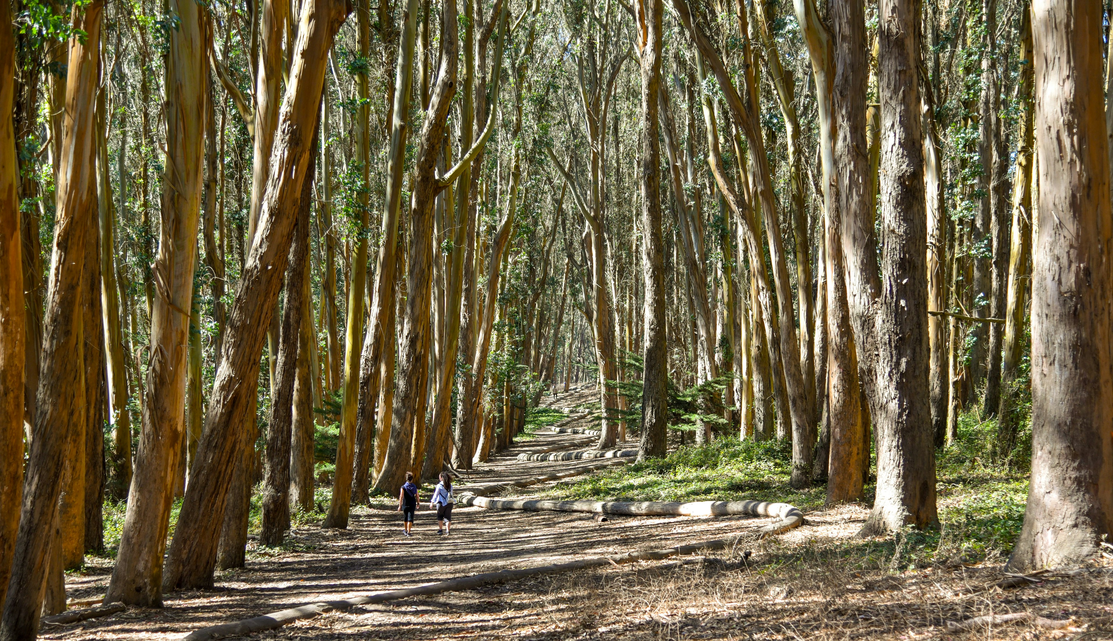 People walk along a winding trail through tall trees