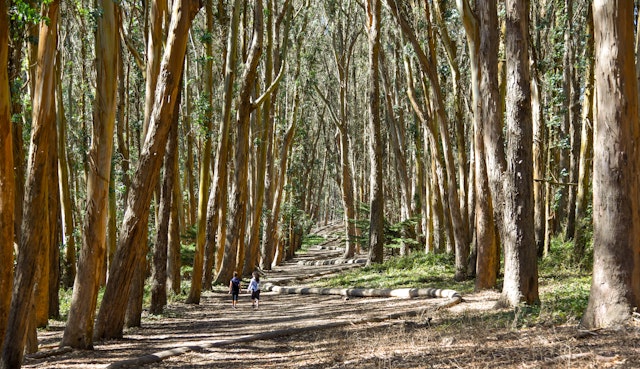 People walk along a winding trail through tall trees