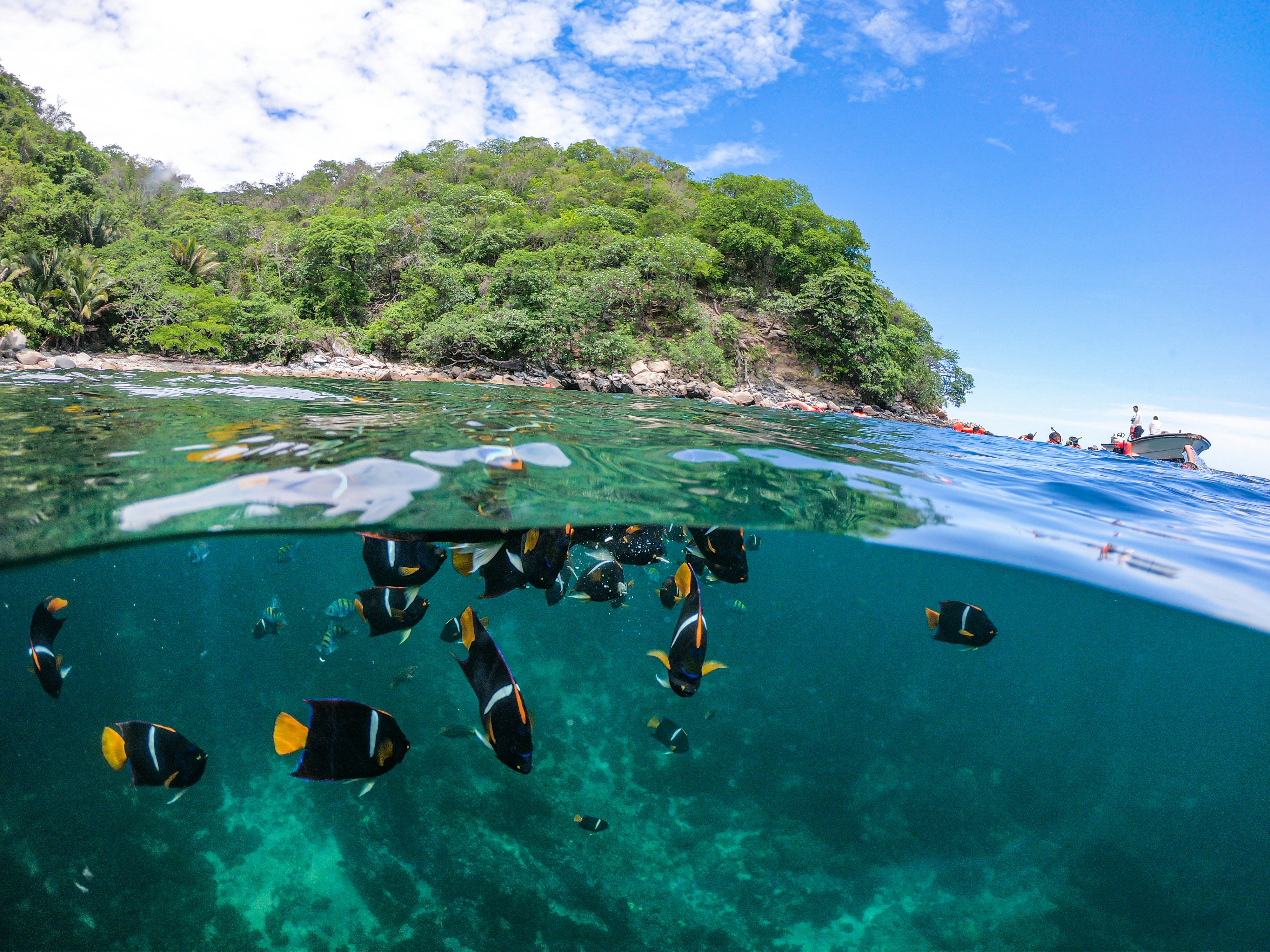 Tropical fish in the waters off Majahuitas Beach, Puerto Vallarta.