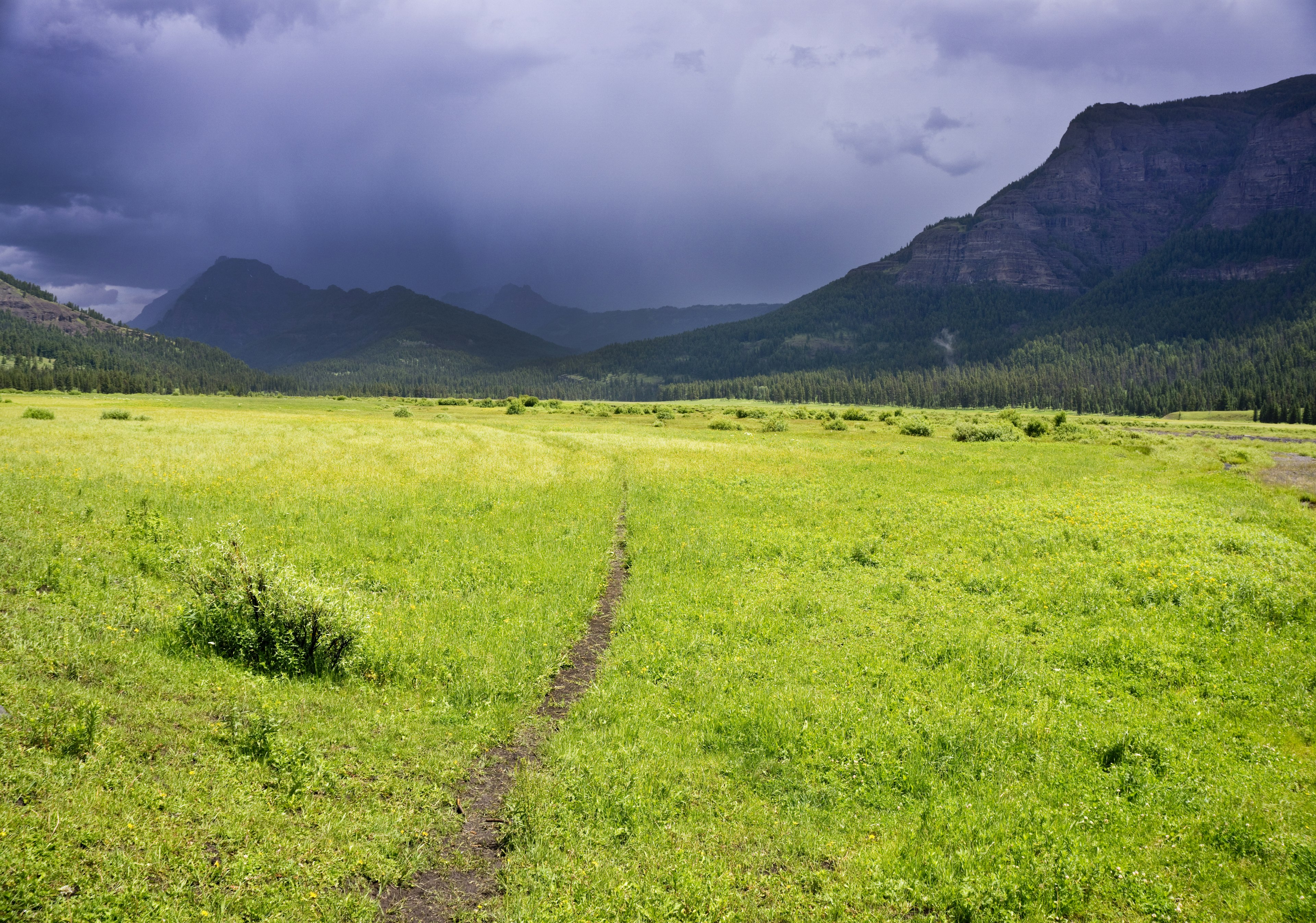 Hiking through a lush Yellowstone meadow