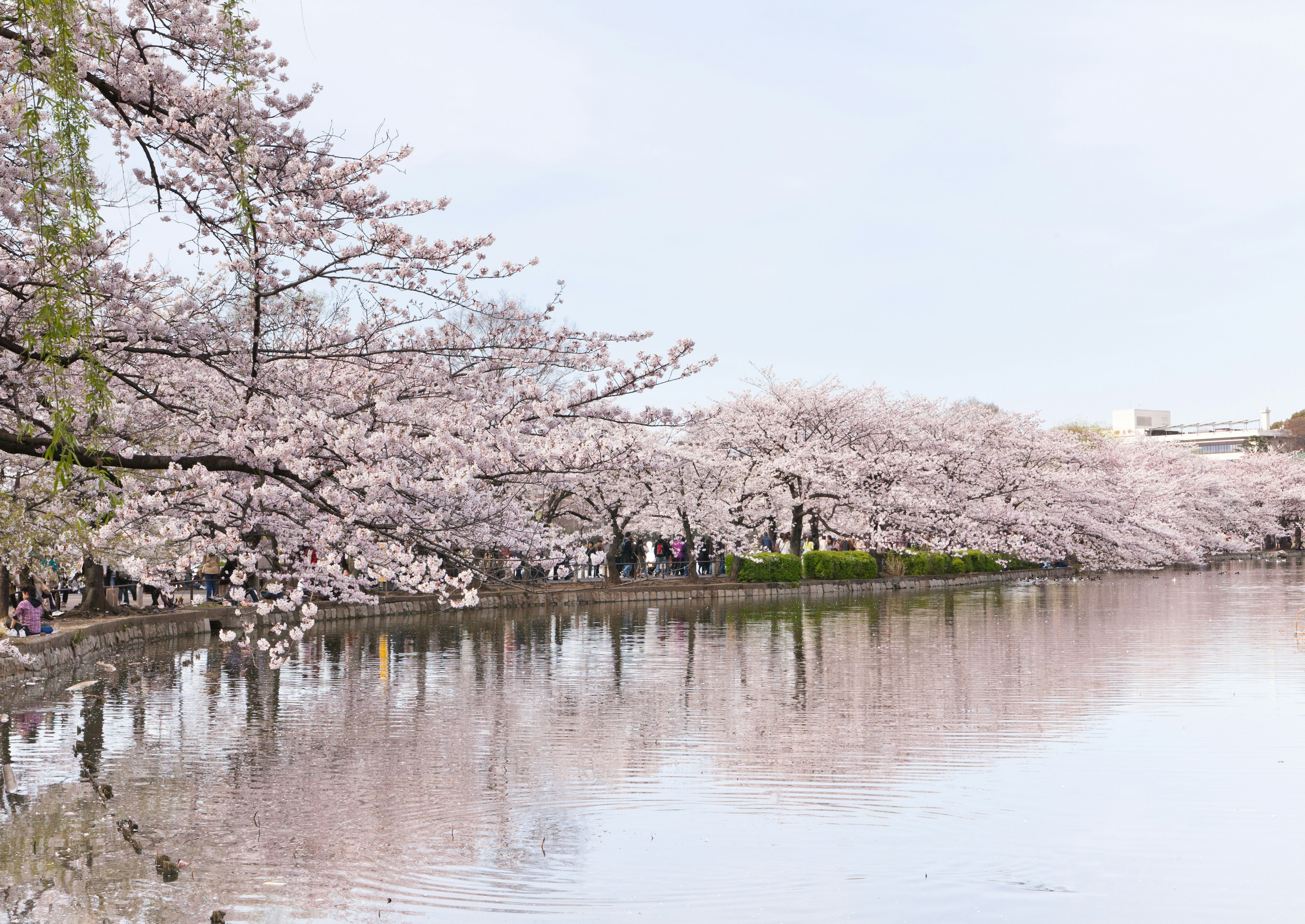 Cherry blossom trees in Ueno Park, Tokyo, Japan