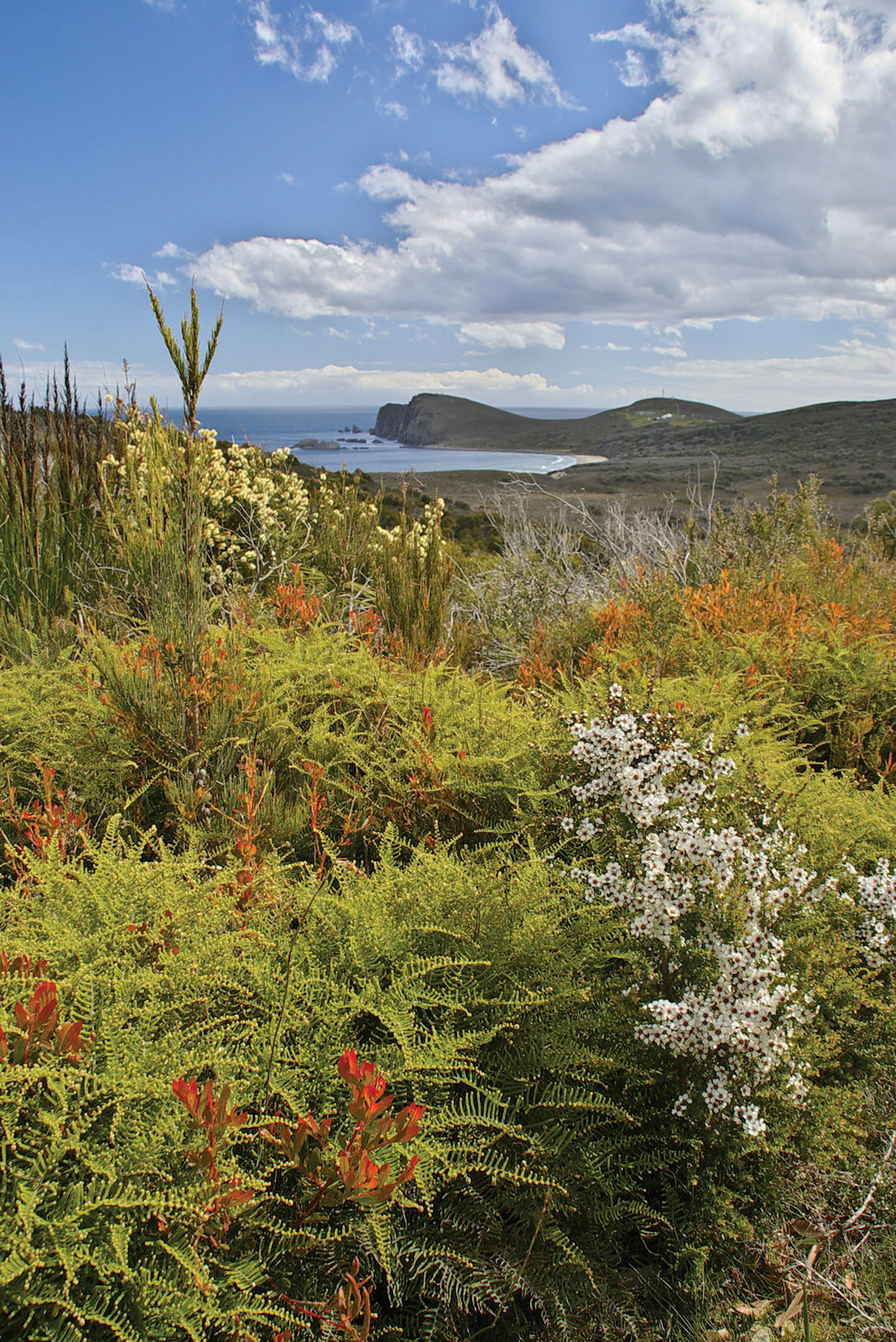 Bruny Island wildflowers
flora, wildlflowers, coasts,