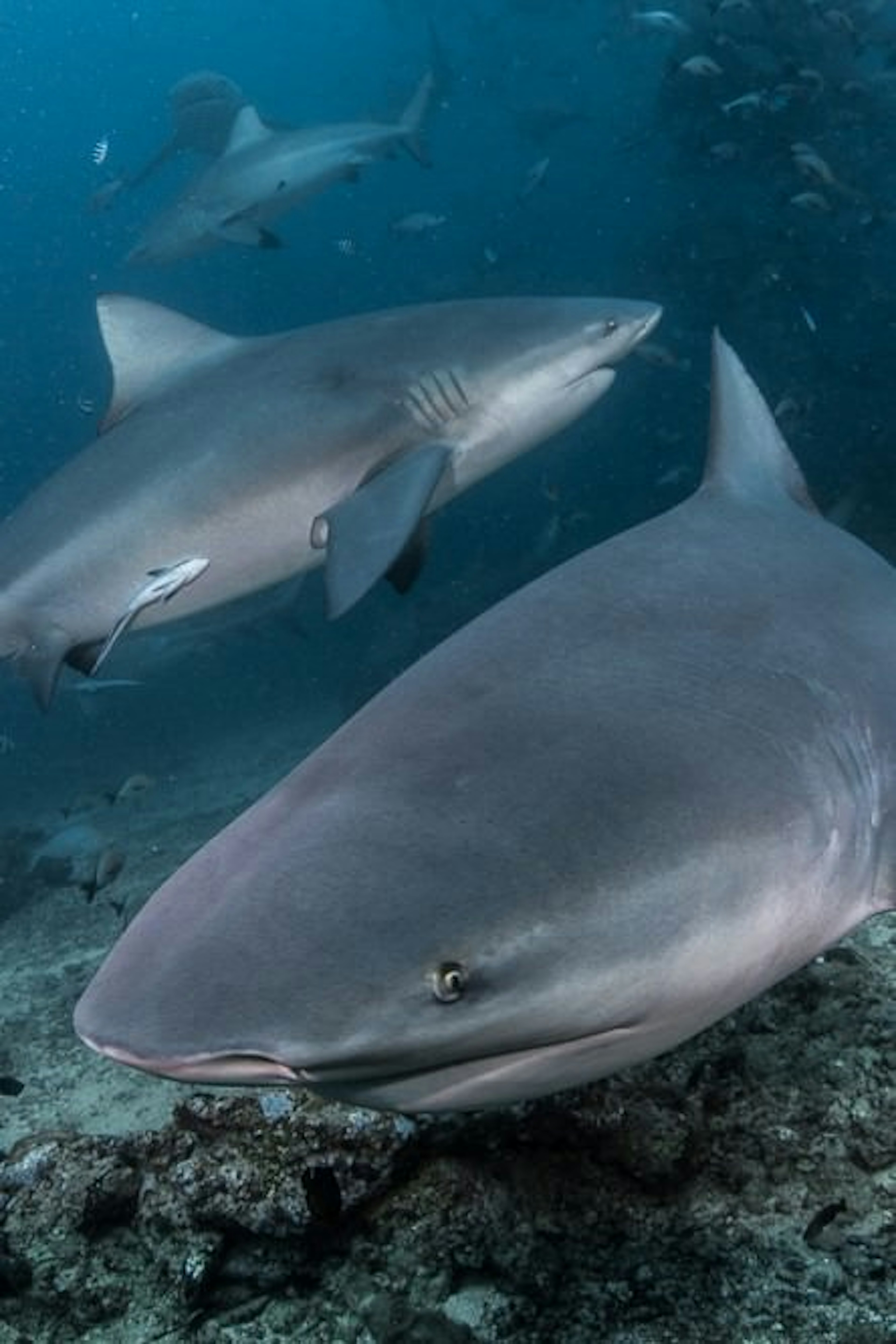 A cloe-up shot of several sharks cruising near the ocean floor