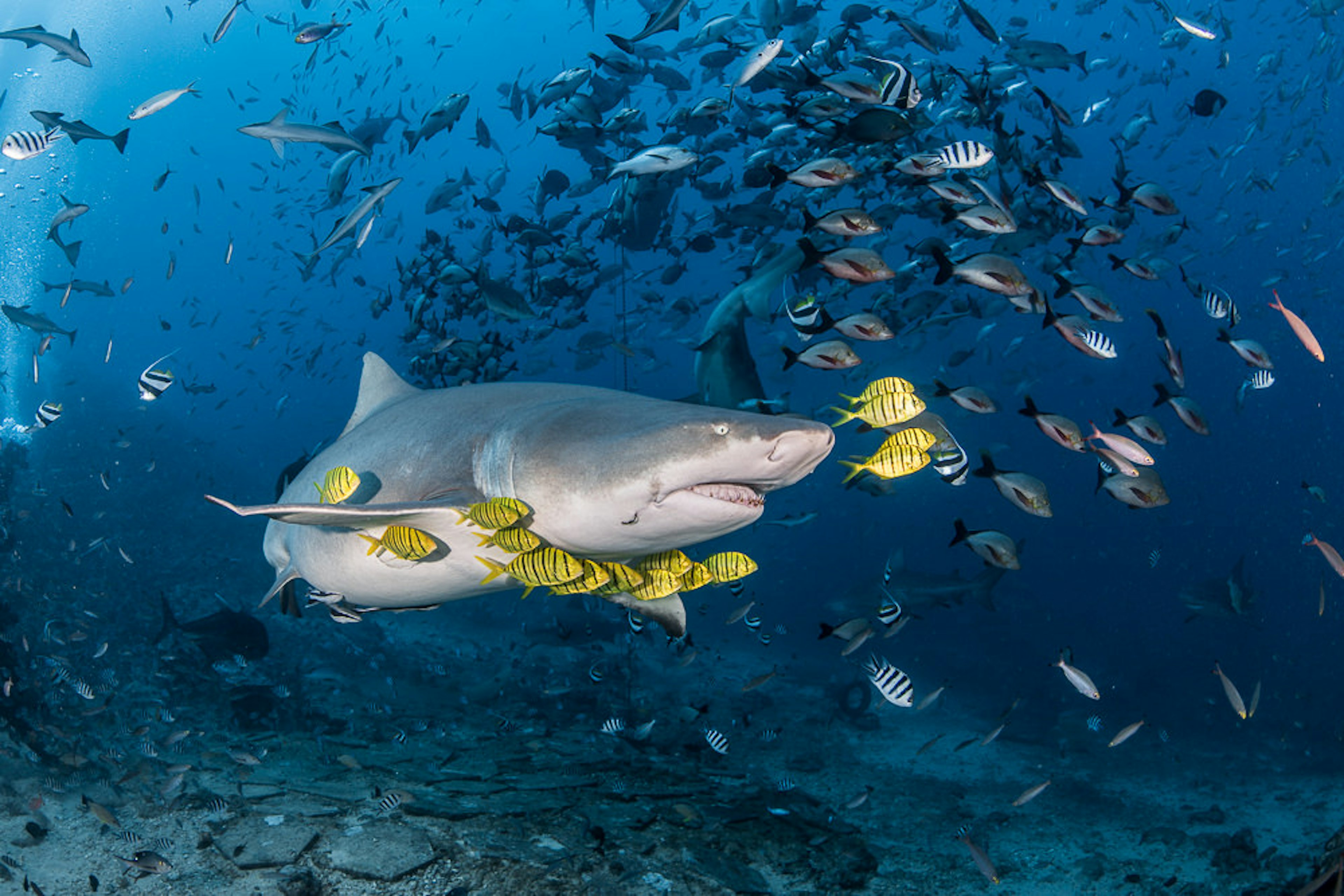 A shark surrounded by yellow and black-striped fish, as well as lots of black and white fish