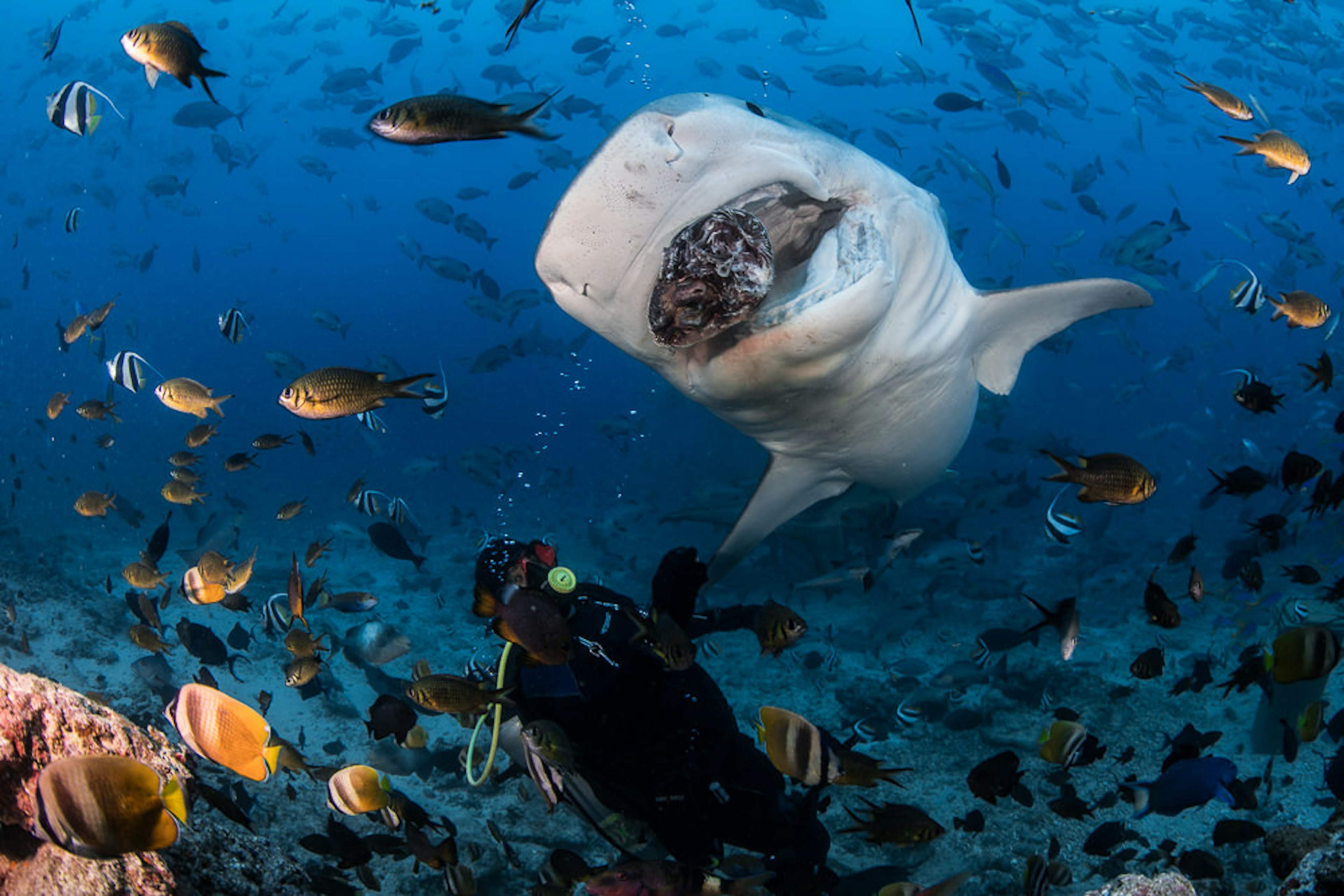 A huge shark swerves for a large piece of chum, carefully watched by a wetsuit-clad wrangler floating below