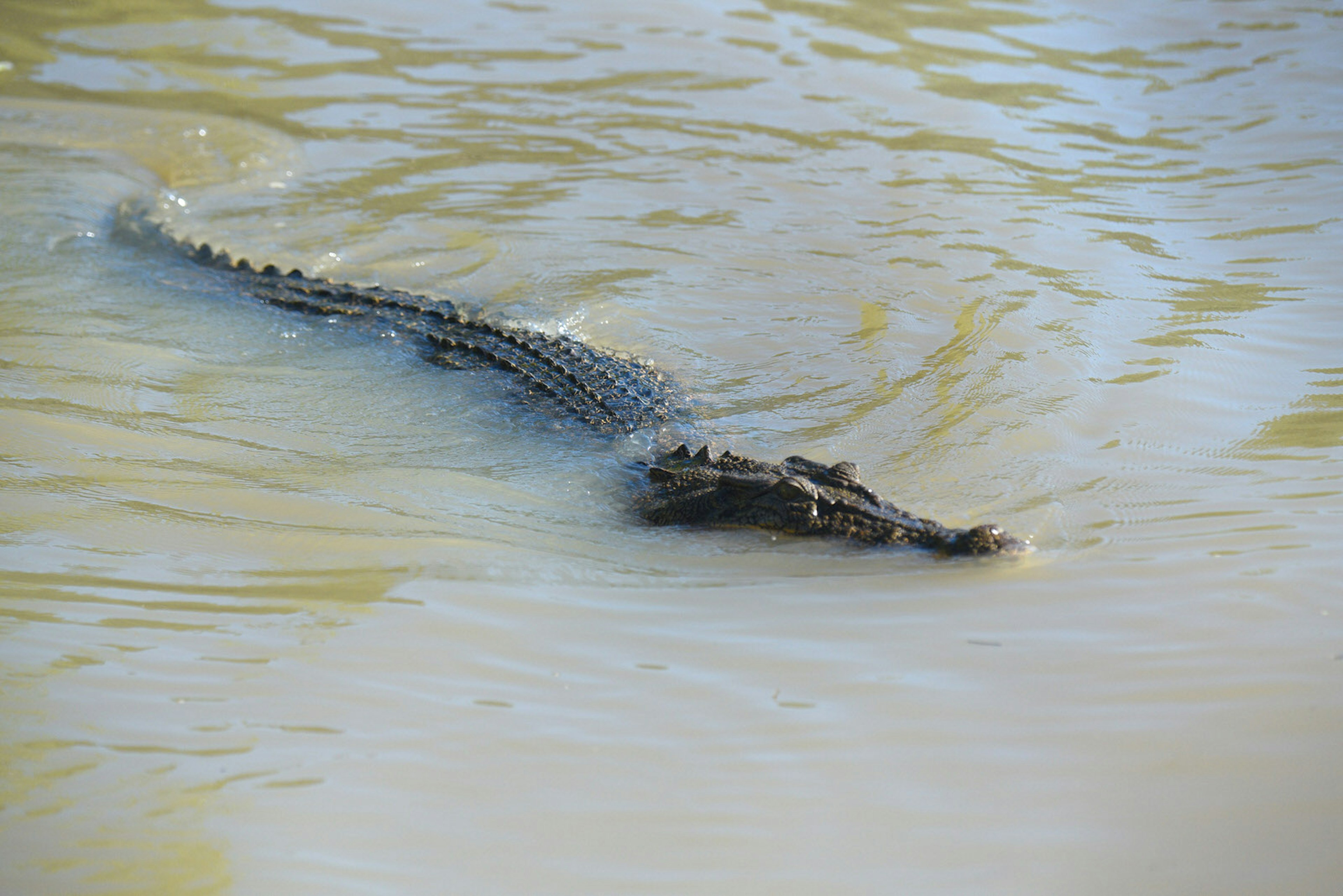 saltwater (or saltie) crocodile swimming in the Adelaide River