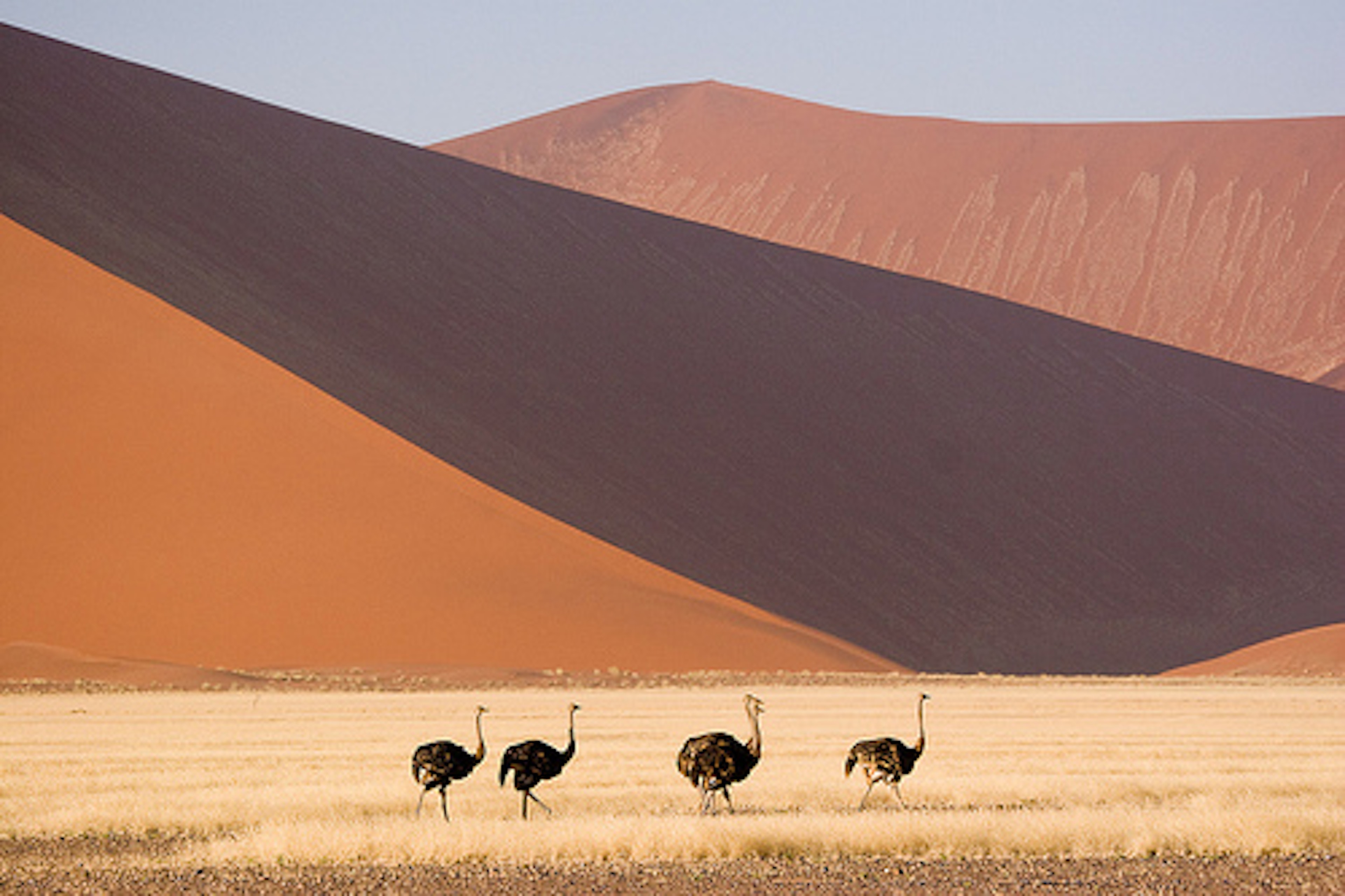 Dunes, Namib-Naukluft, Ostrich, Sossusvlei
Ostriches