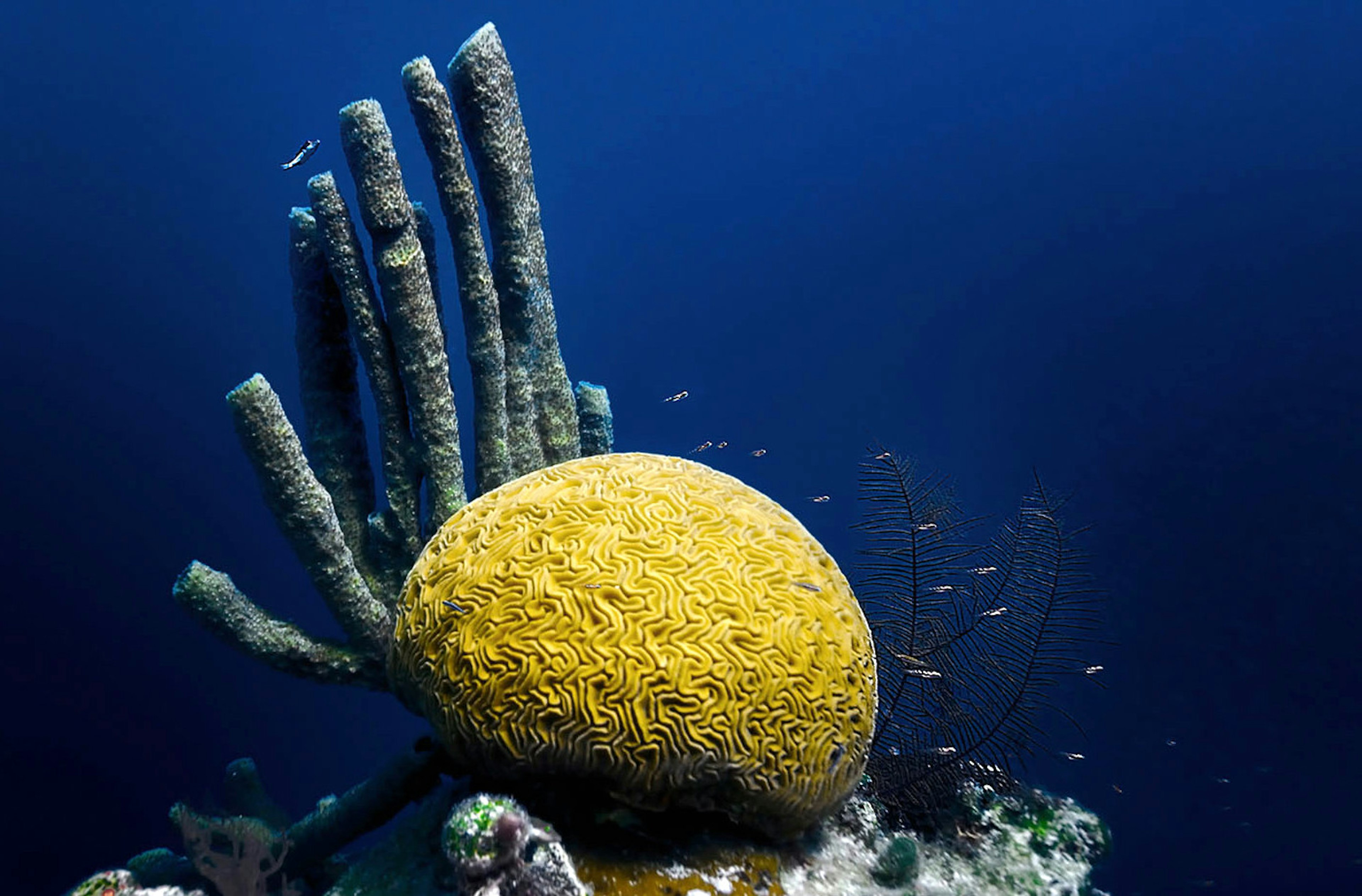 Coral in the Great Blue Hole. Image by jayhem / CC BY-SA 2.0