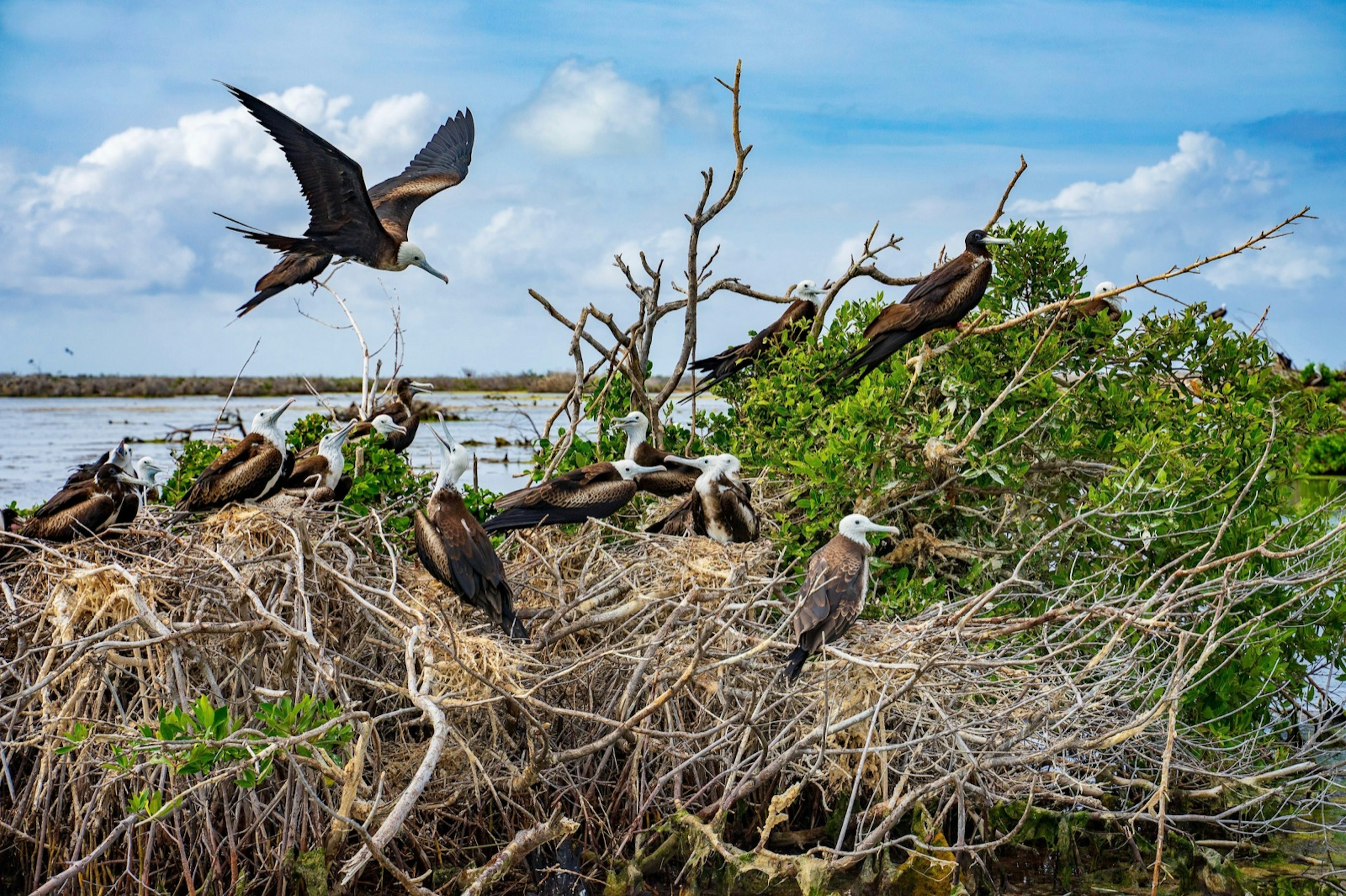 A frigate bird prepares to land on a bunch of bare branches filled with other frigate birds on a treetop on the island of Barbuda.