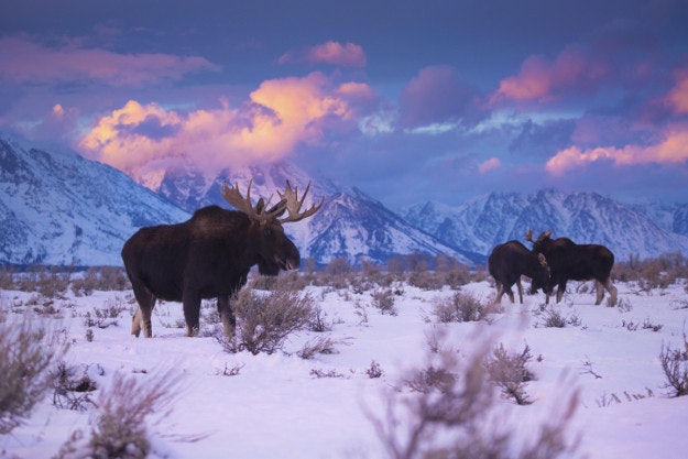 Bull moose at Grand Tetons National Park in Wyoming, USA.