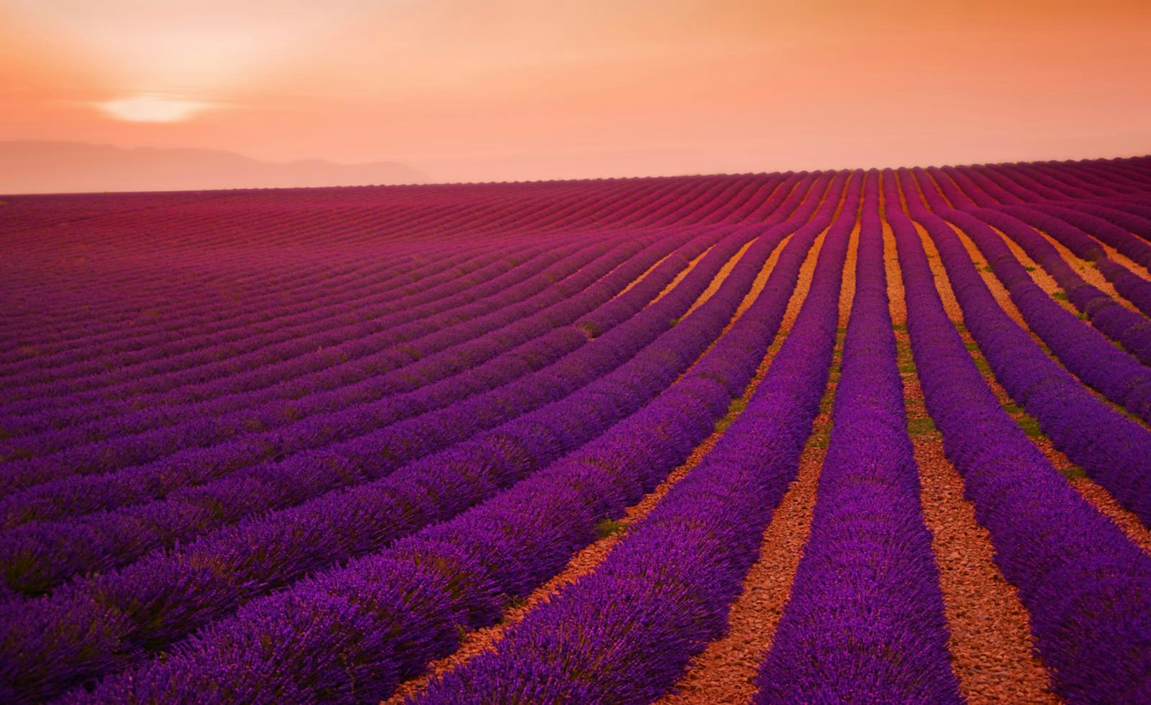 The sun sets over a Valensole lavender field in Provence, France