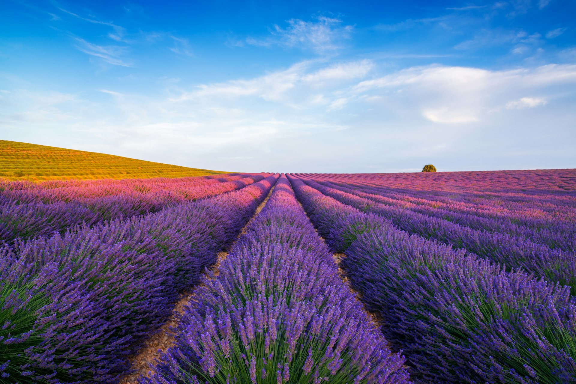 Lavender fields in Provence