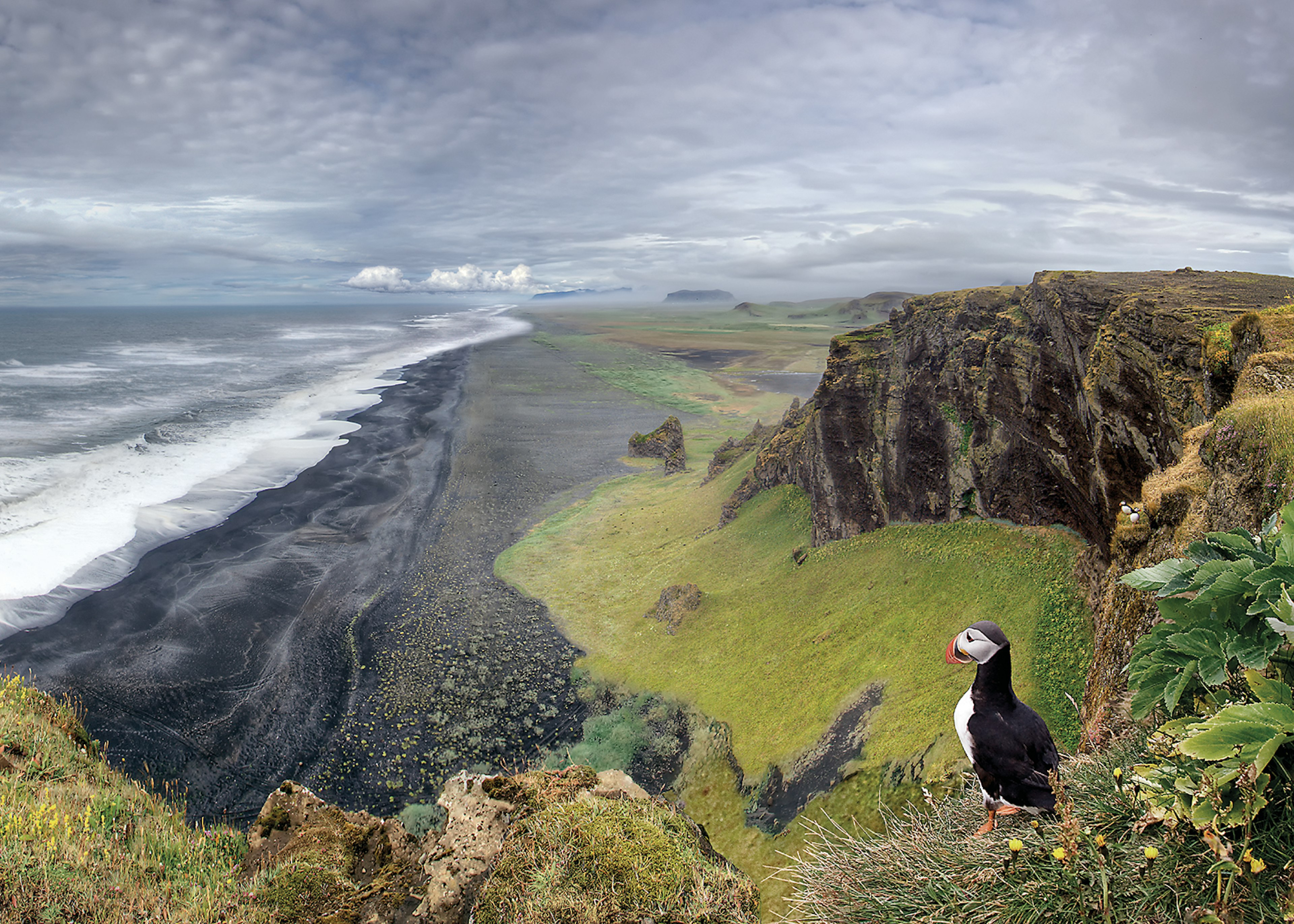 A puffin on a cliff above a black-sand beach